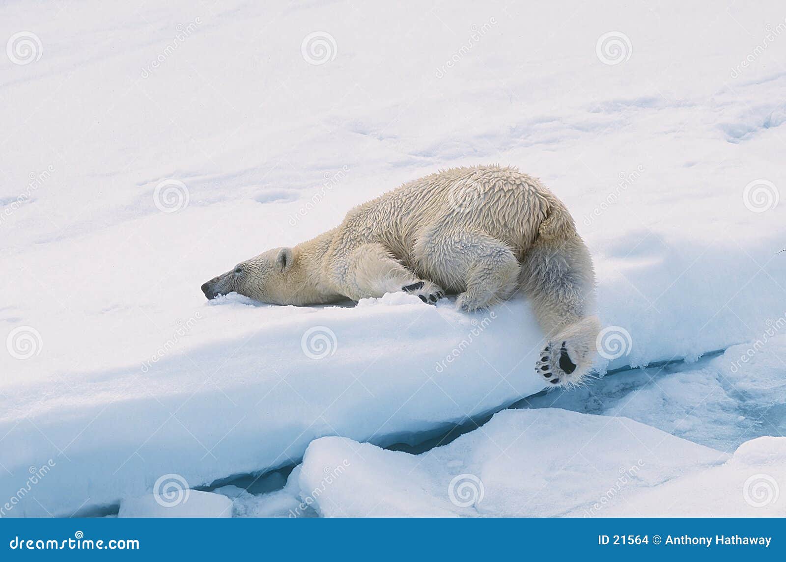 polar bear