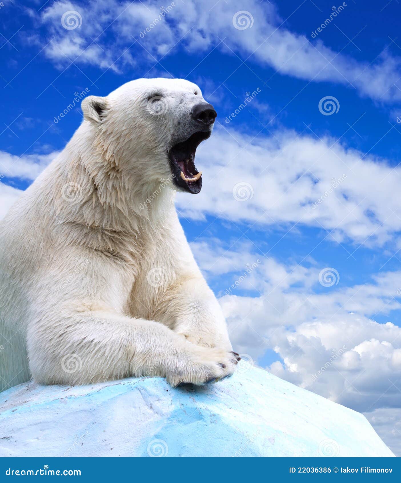 Polar bear stock photo. Image of aggressive, habitat 22036386