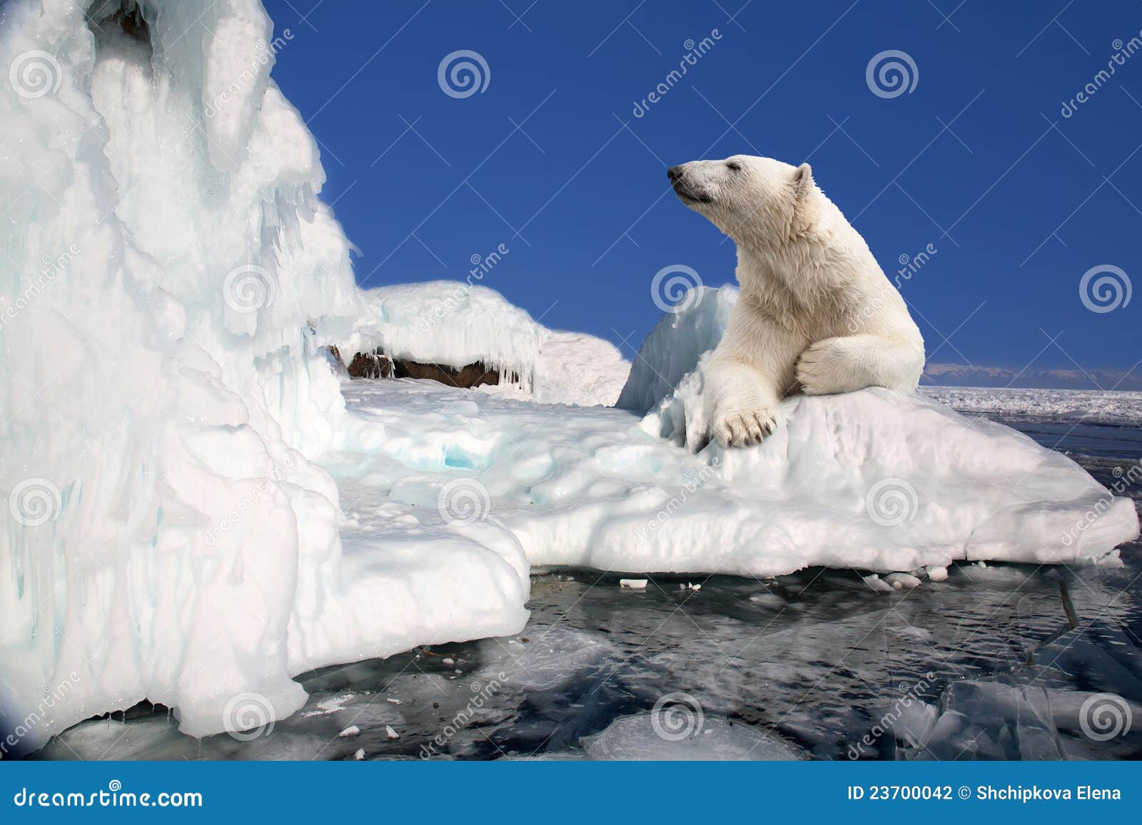 polar bear