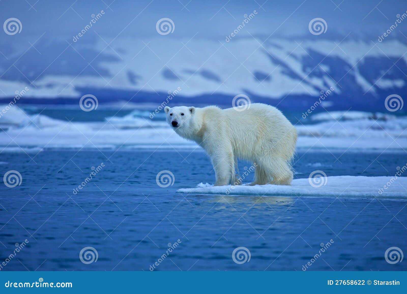 polar bear