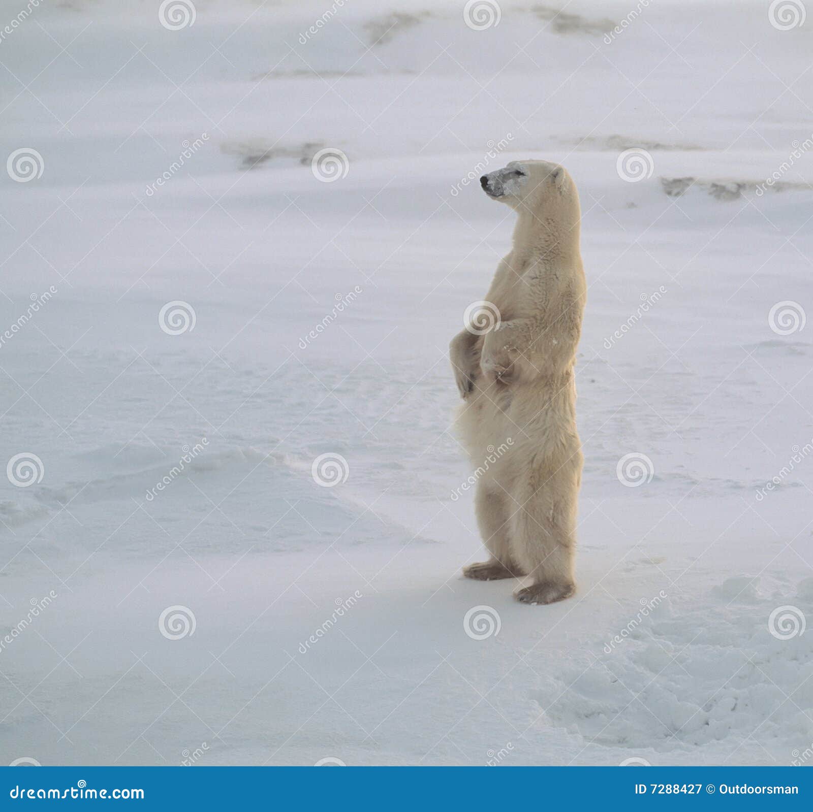 polar bear