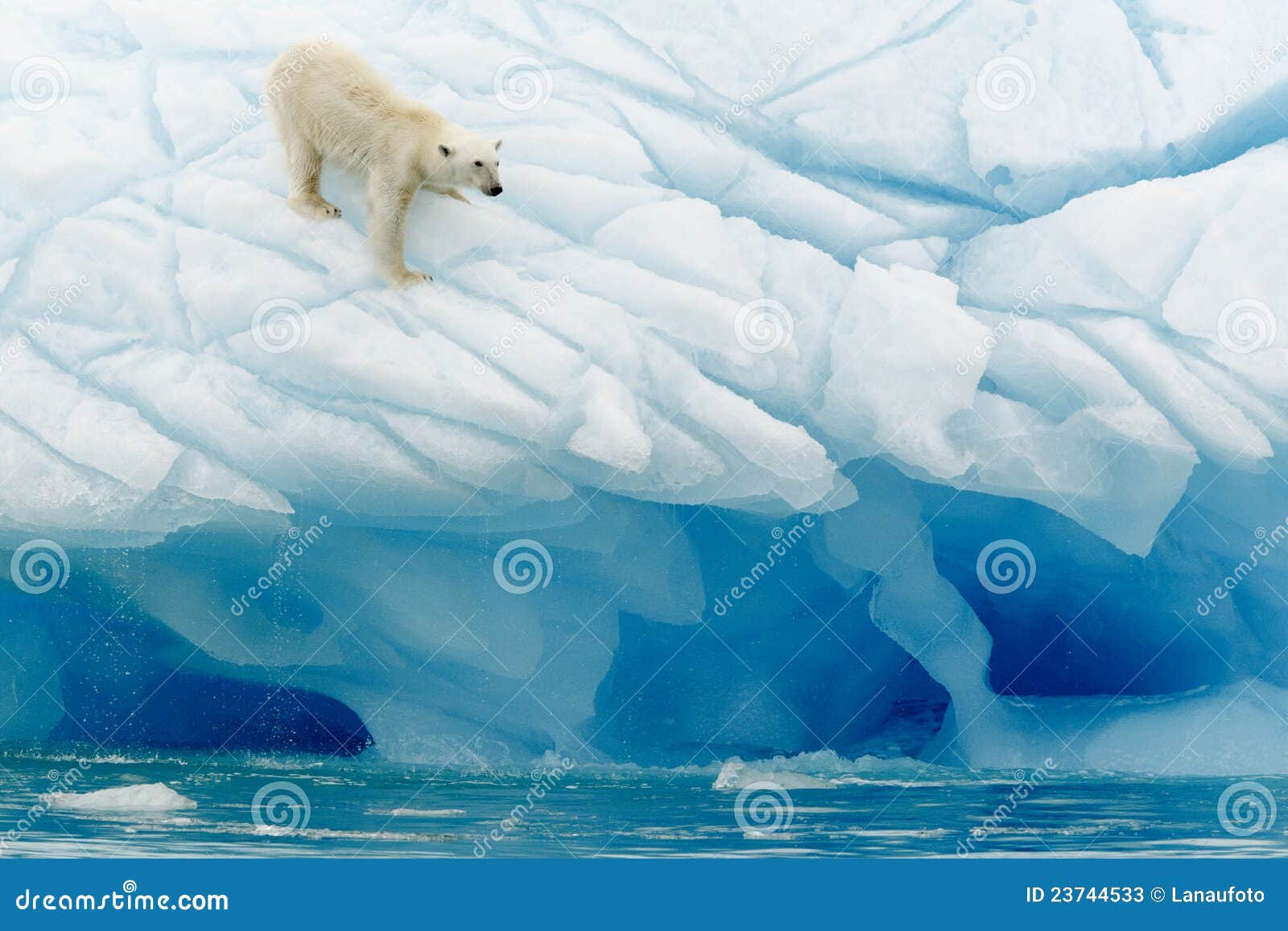 polar bear balancing