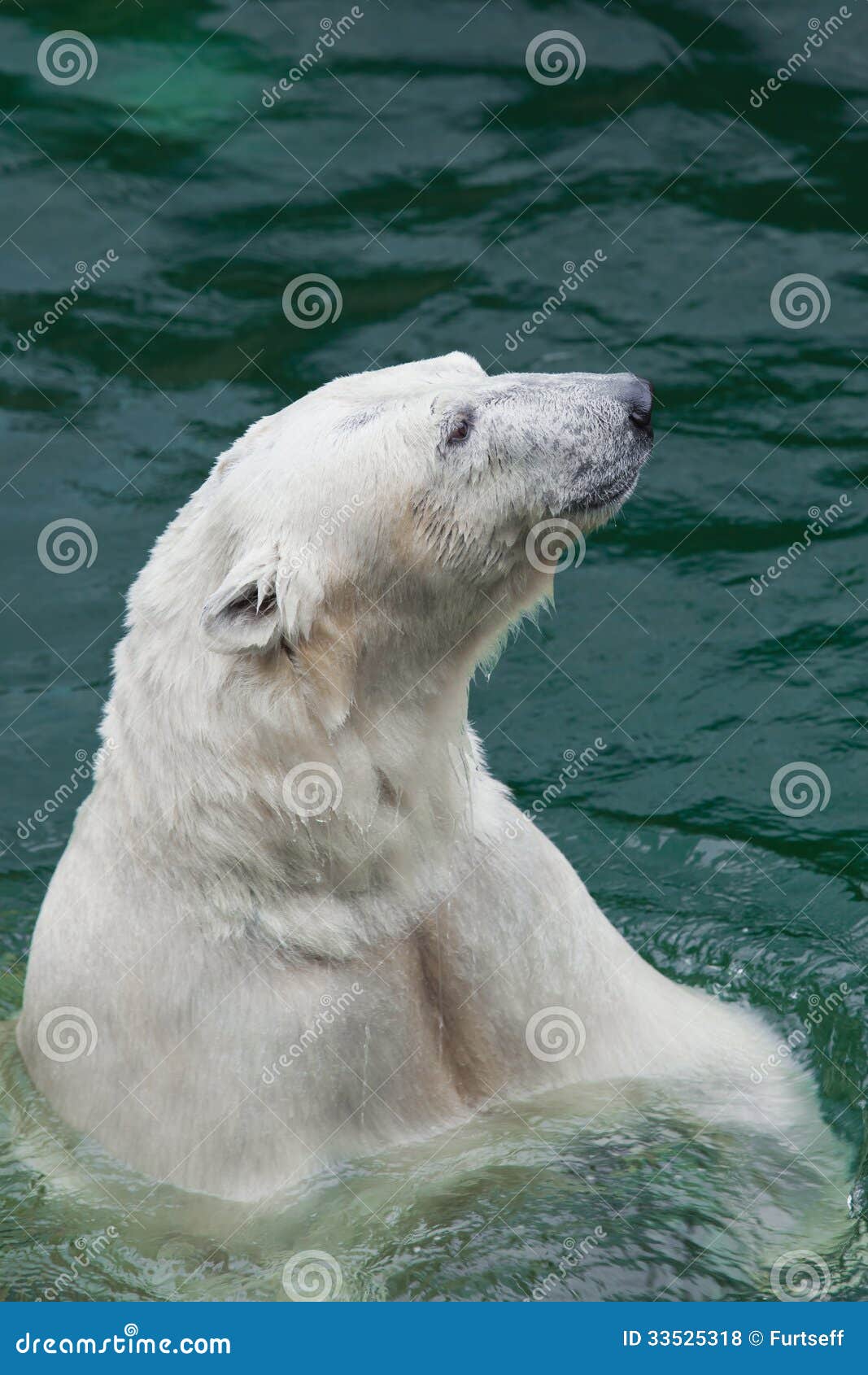 Polar bear closeup stock photo. Image of pets, bears 33525318
