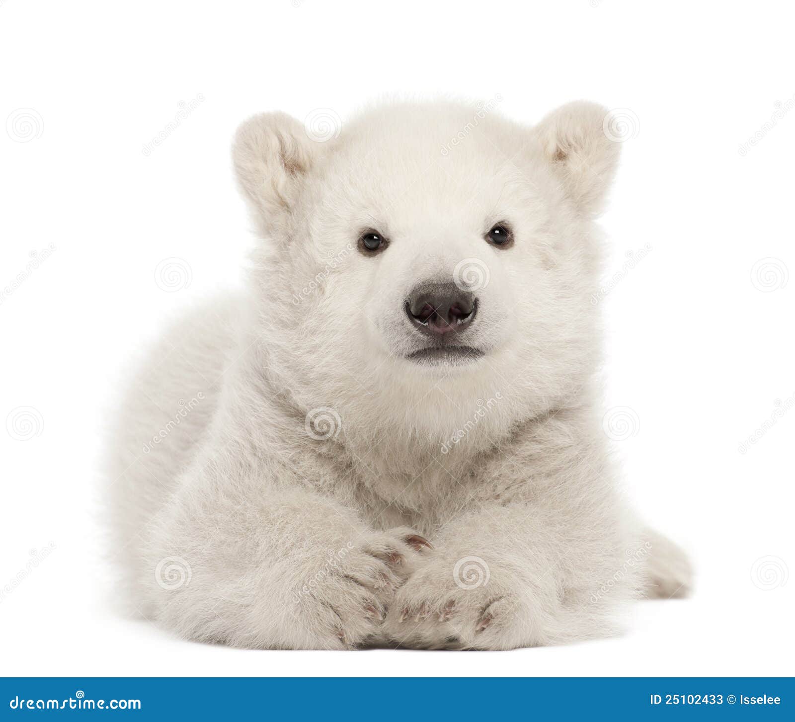 polar bear cub, ursus maritimus, 3 months old