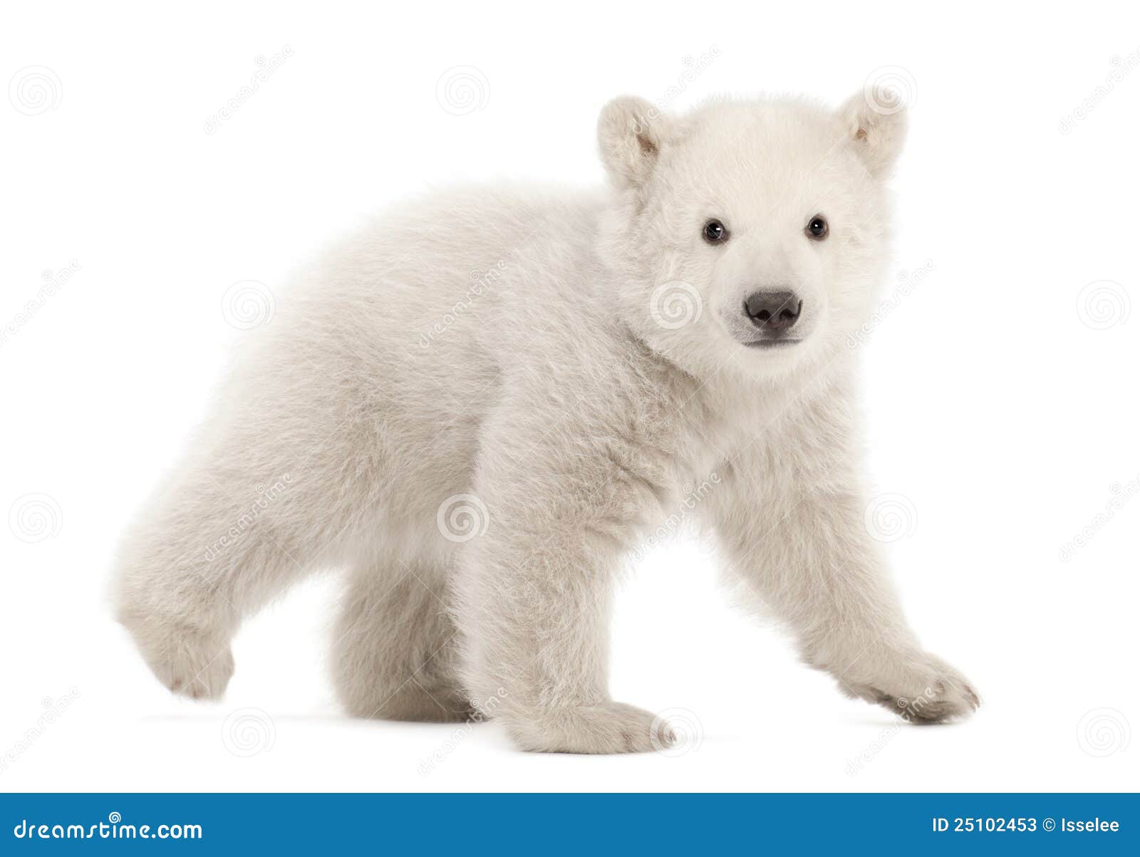 polar bear cub, ursus maritimus, 3 months old