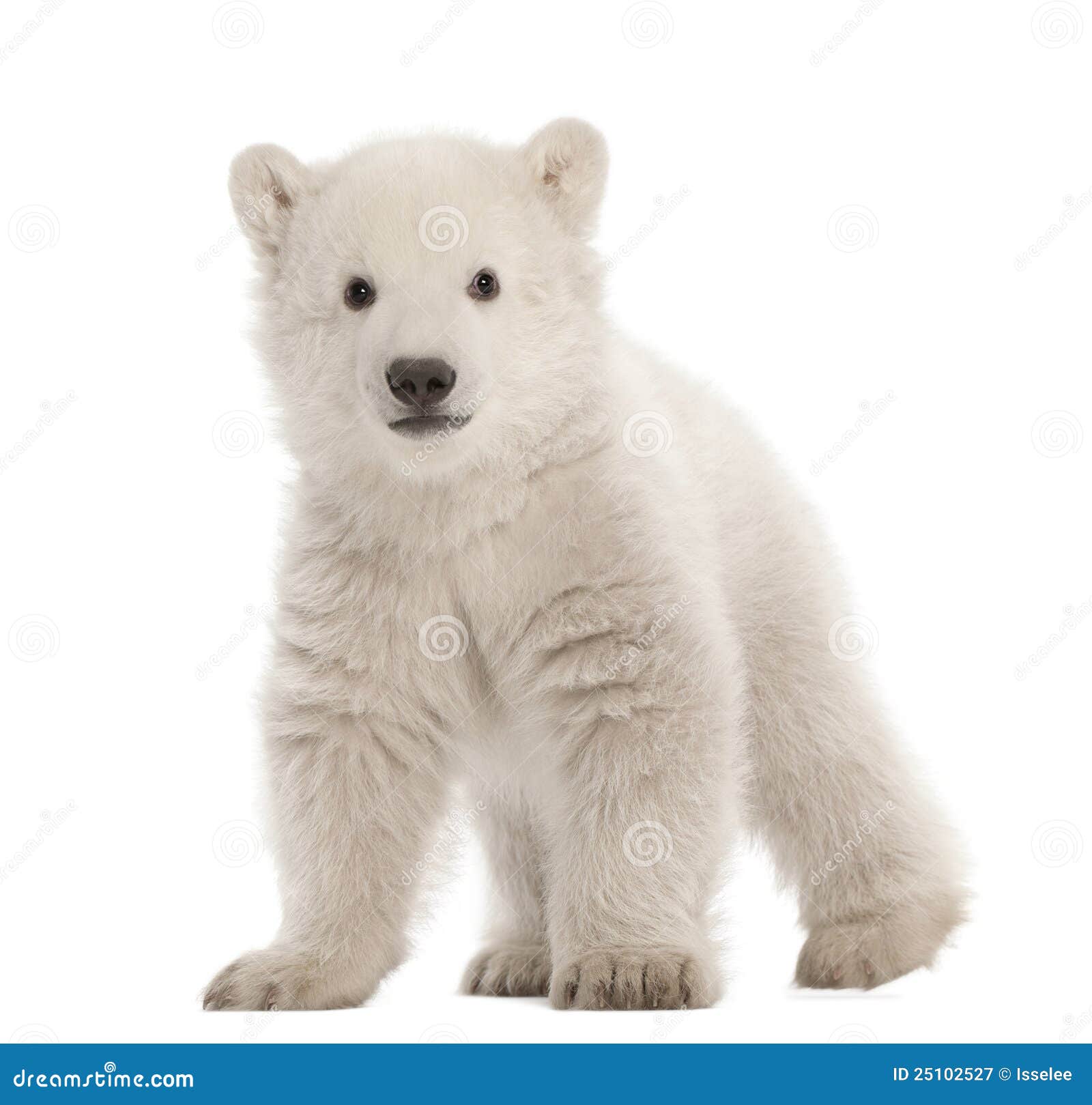 polar bear cub, ursus maritimus, 3 months old