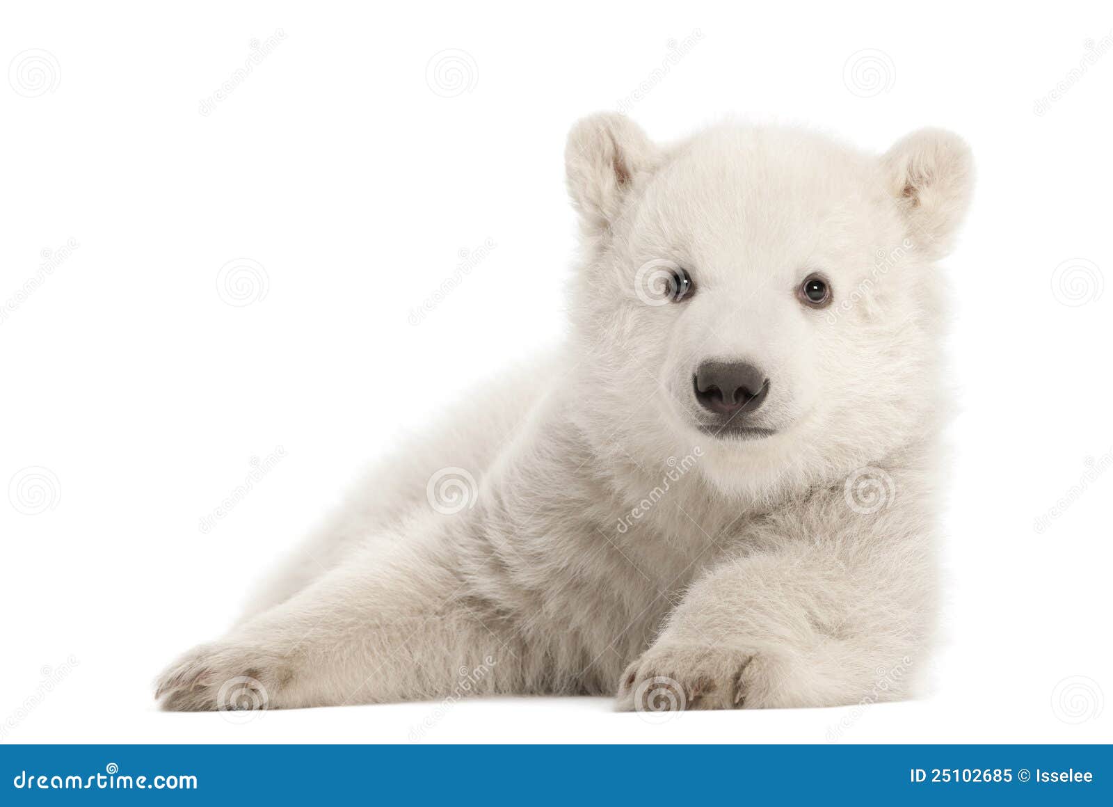 polar bear cub, ursus maritimus, 3 months old