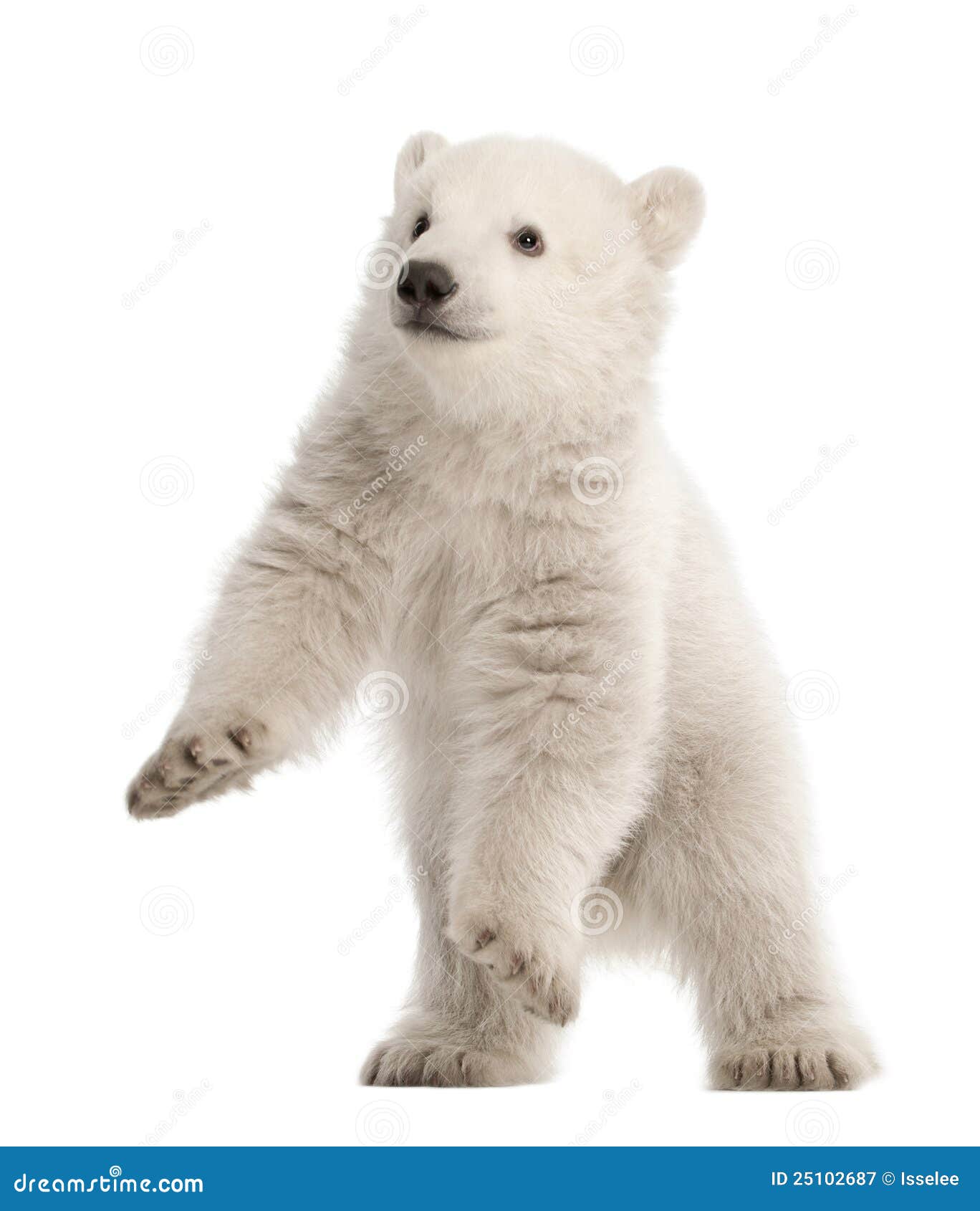 polar bear cub, ursus maritimus, 3 months old