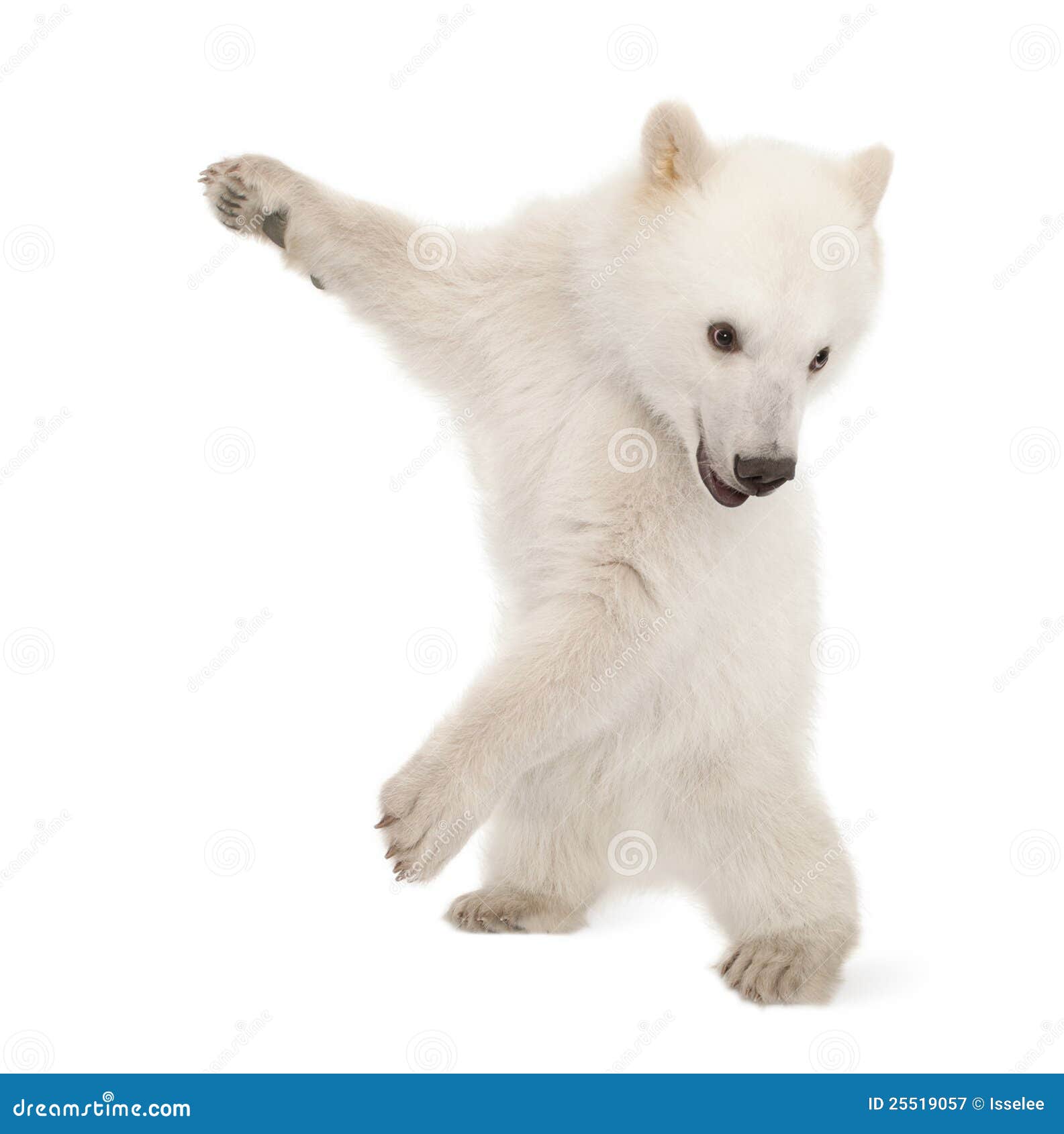 polar bear cub, ursus maritimus, 6 months old