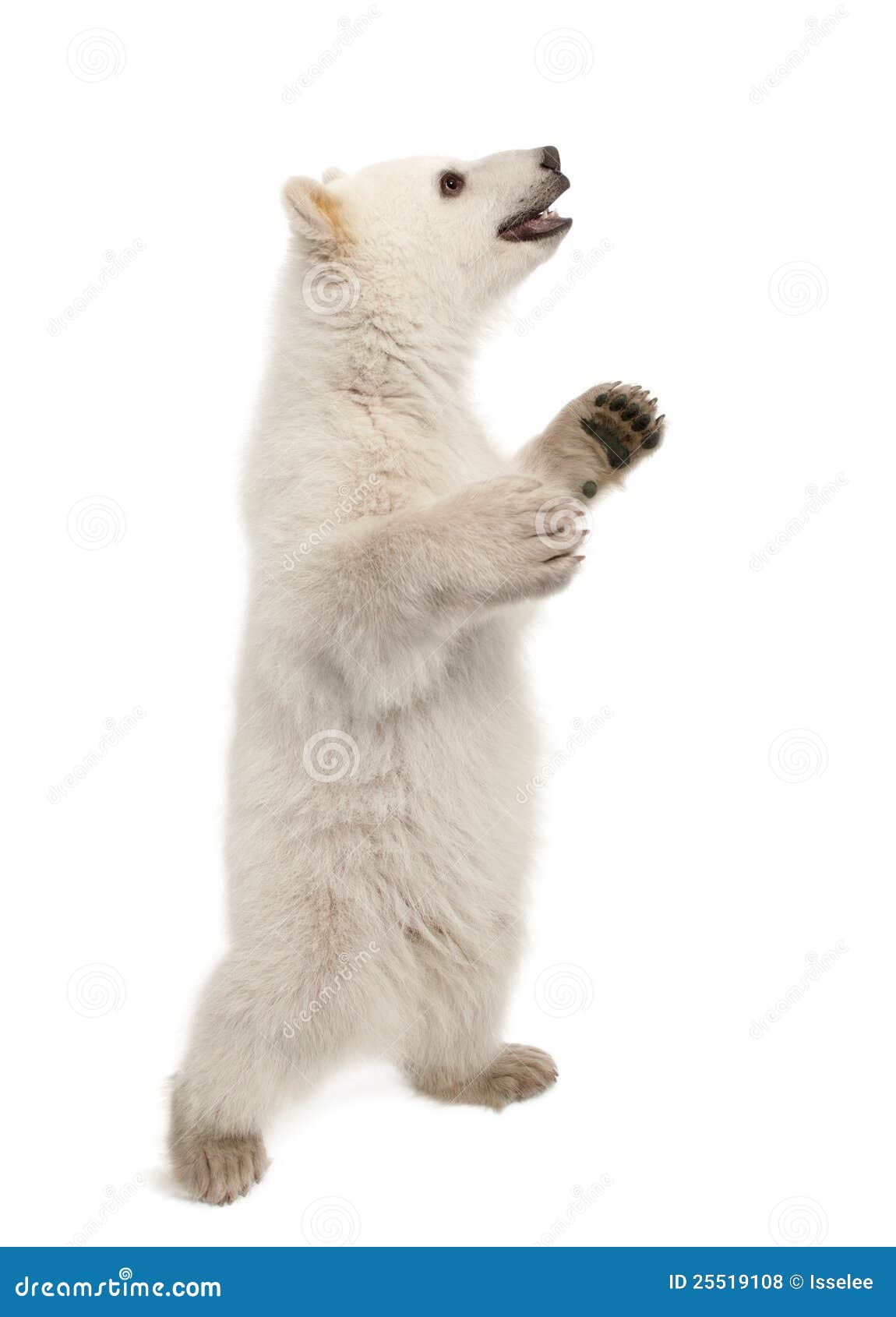 polar bear cub, ursus maritimus, 6 months old