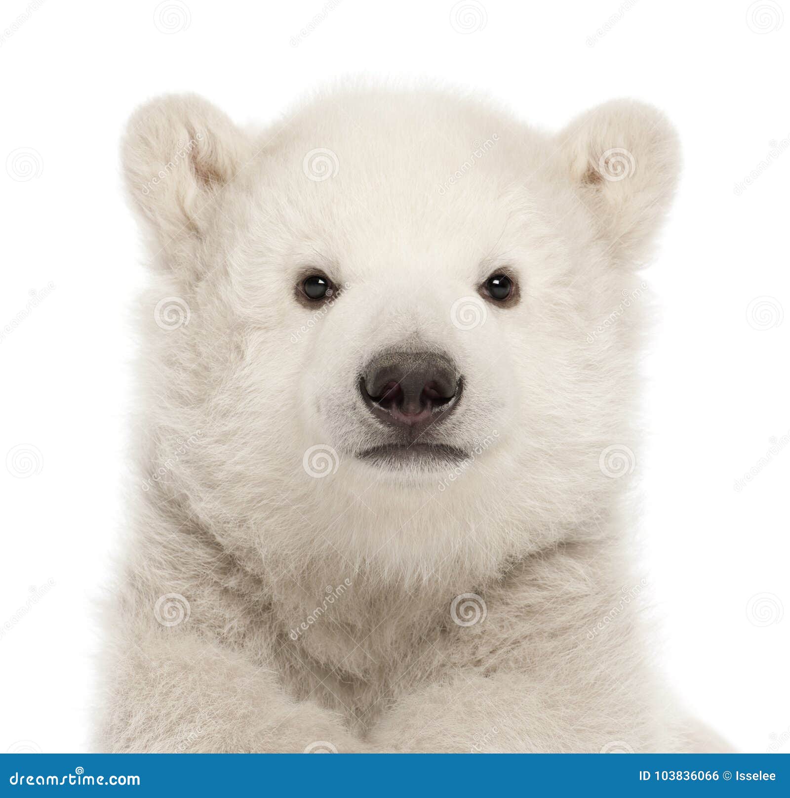 polar bear cub, ursus maritimus, 3 months old, against white background