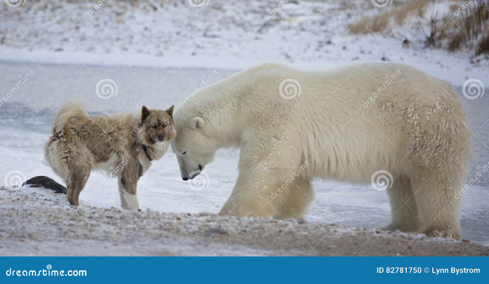 polar bear and dog