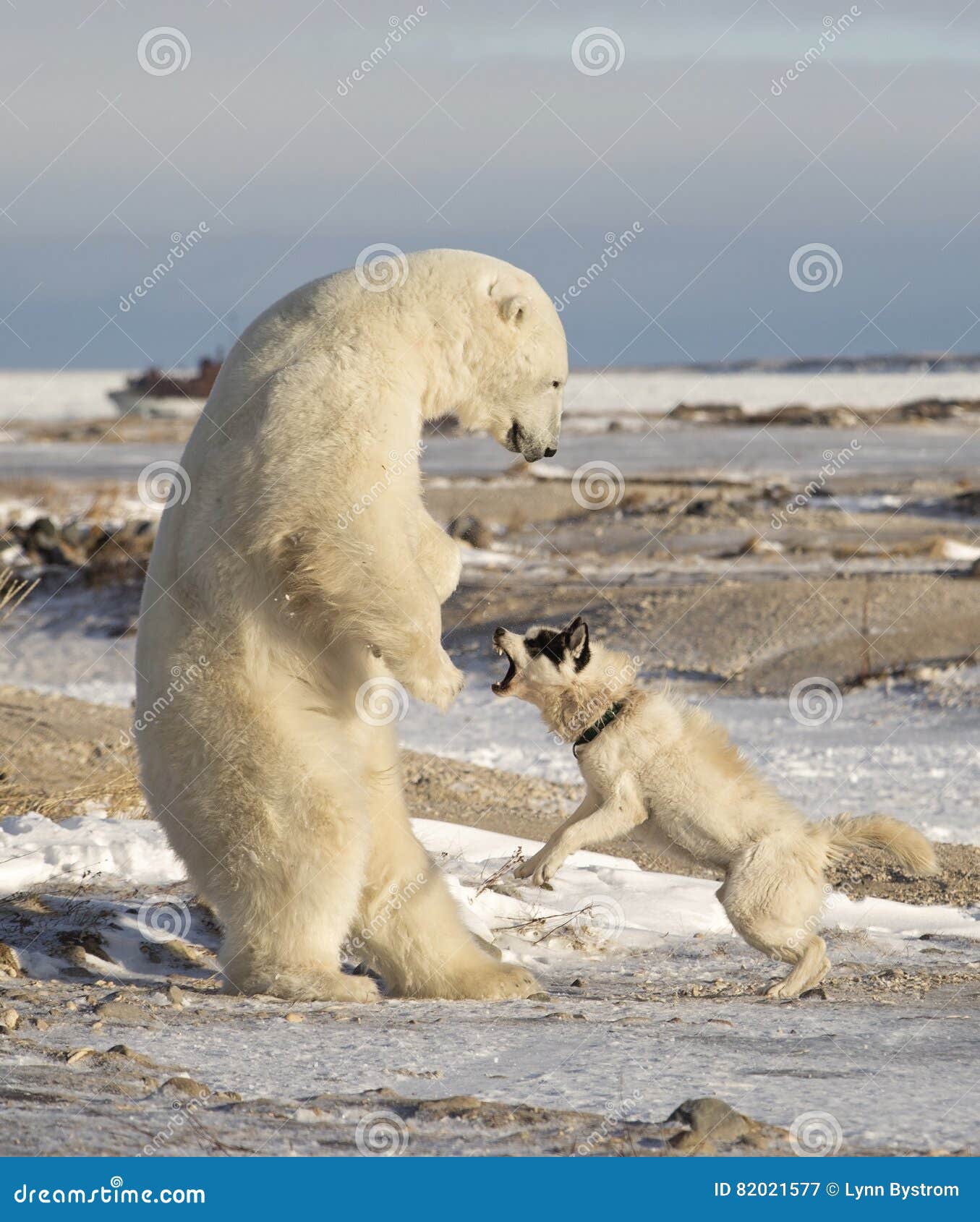 Polar Bear and dog stock image. Image of carnivore frozen 82021577