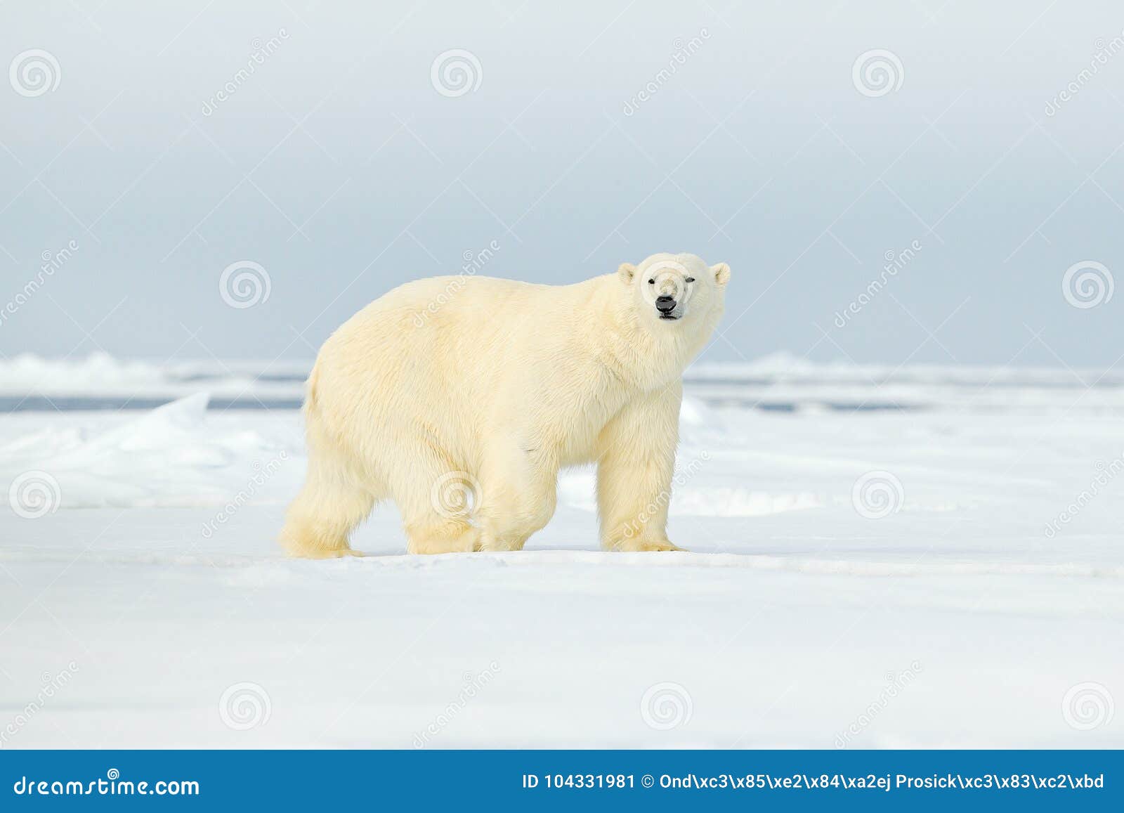 polar bear on drift ice edge with snow a water in arctic svalbard. white animal in the nature habitat, norway. wildlife scene from