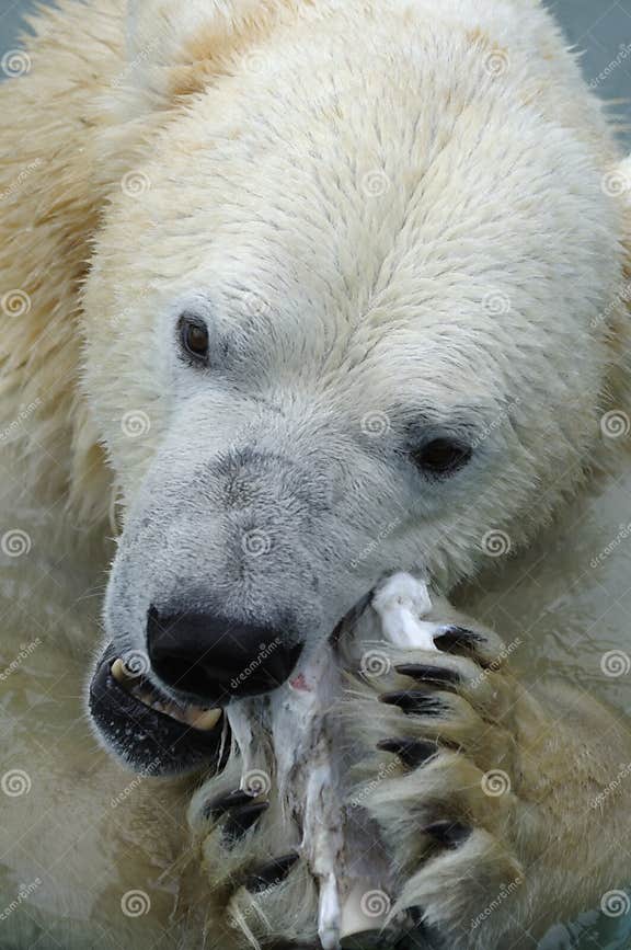 Polar Bear Eating stock image. Image of food, cuddly 12335785