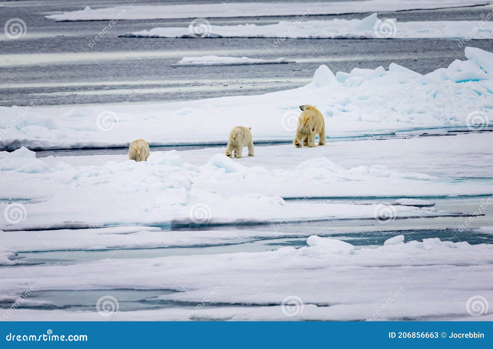 https://thumbs.dreamstime.com/z/polar-bear-family-walks-away-over-thin-ice-floe-arctic-206856663.jpg