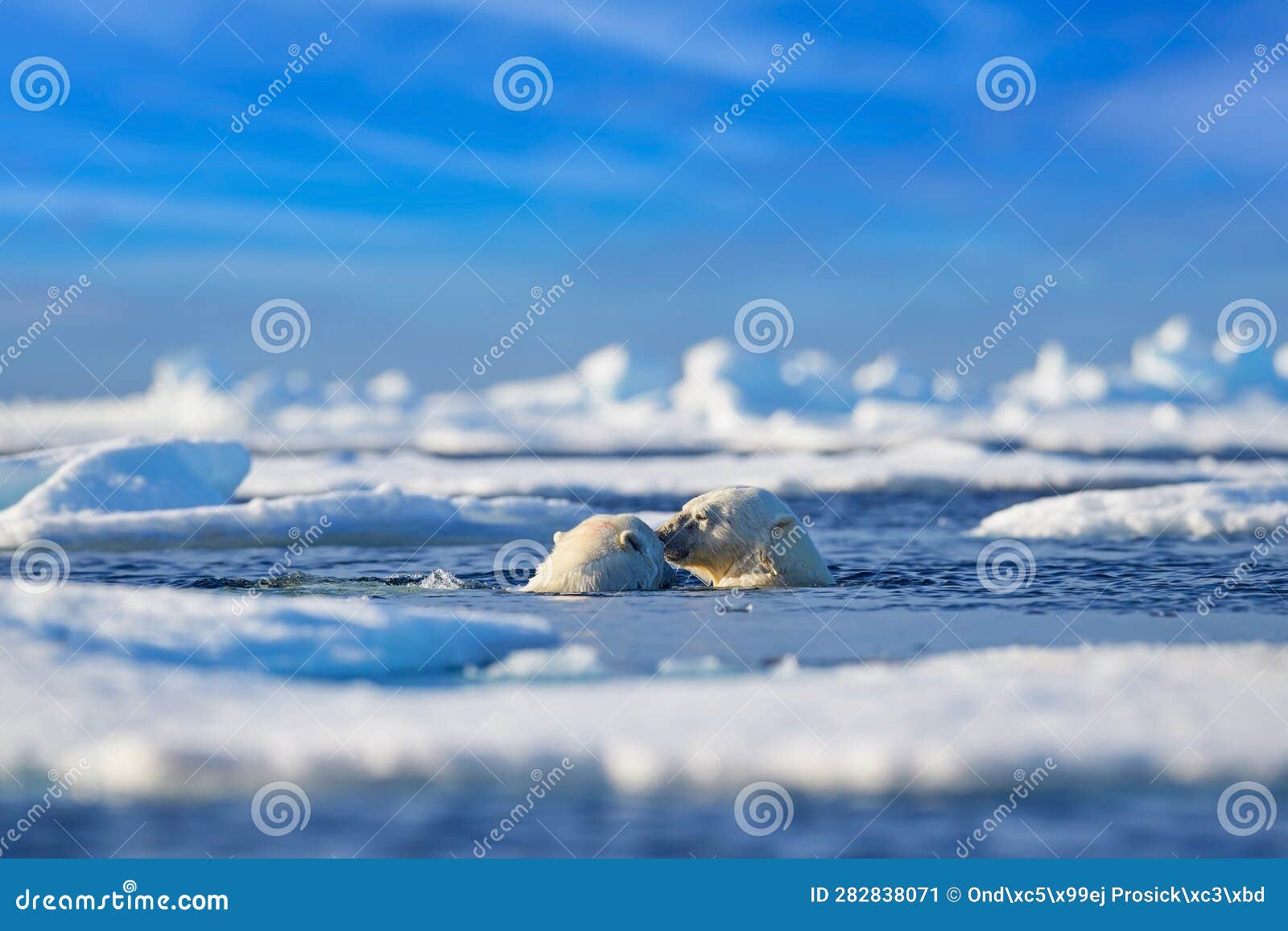 polar bear fight in the vater, arctic wildlife in the sea ice. polar bear swimming in the ocean, svalbard norway