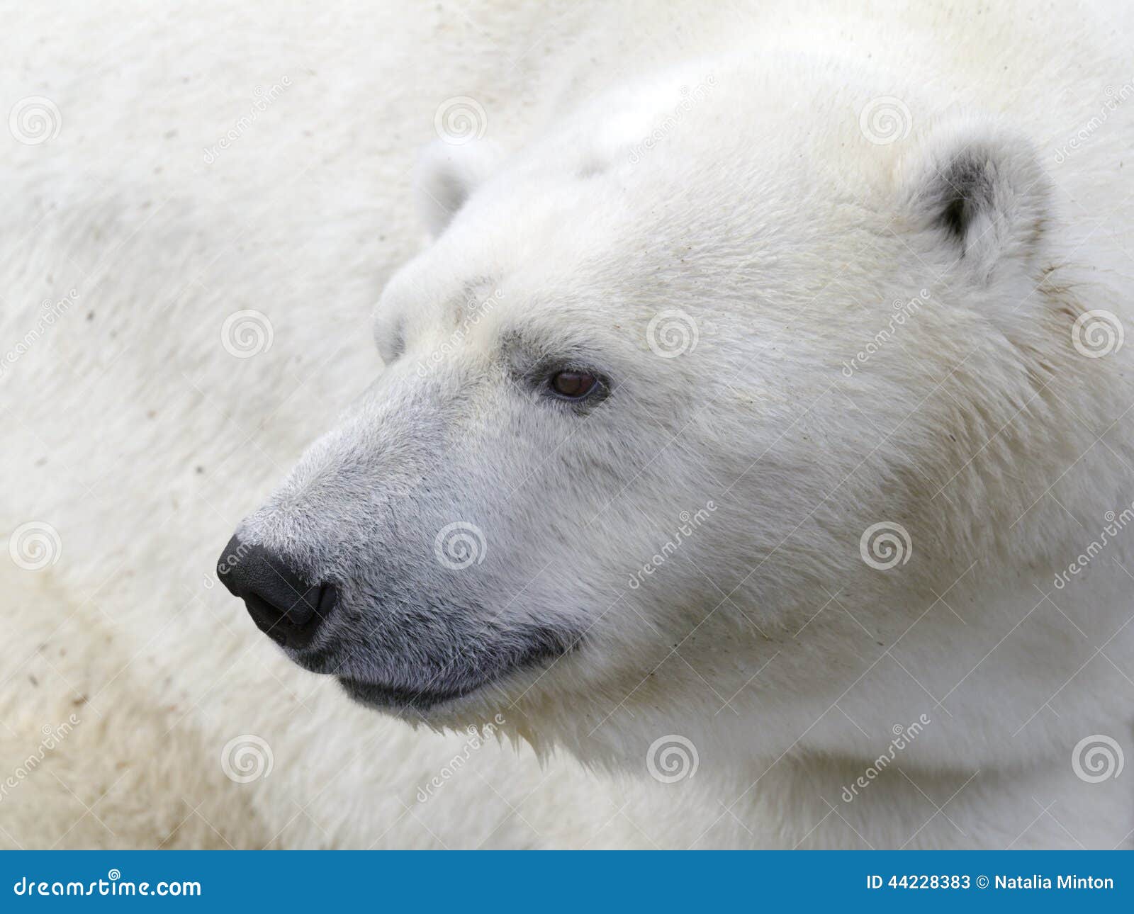 Polar bear head stock image. Image of bear, closeup, side 44228383