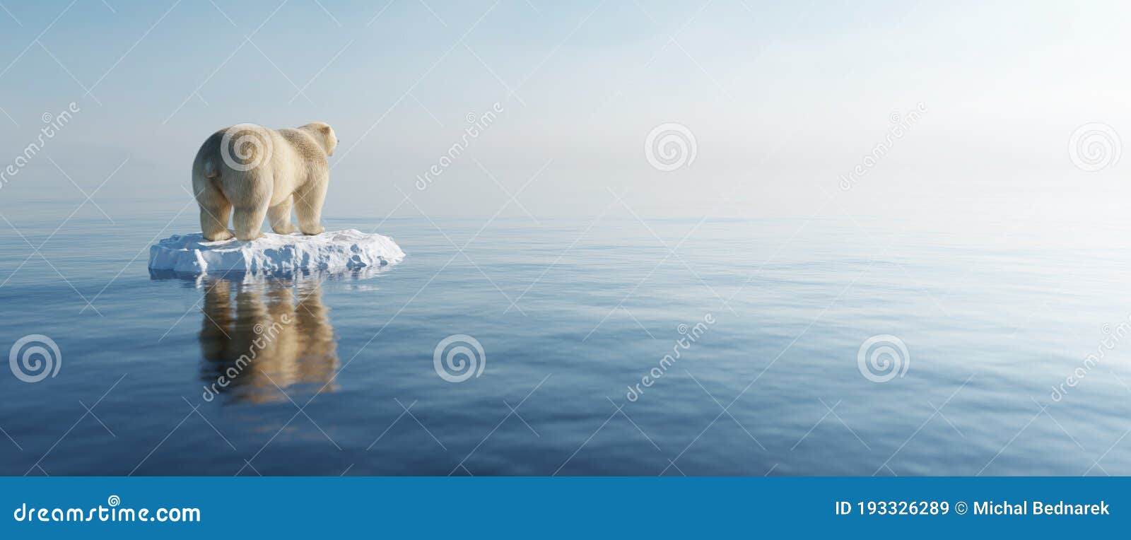 polar bear on ice floe. melting iceberg and global warming