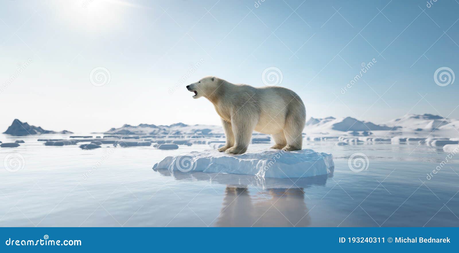 polar bear on ice floe. melting iceberg and global warming