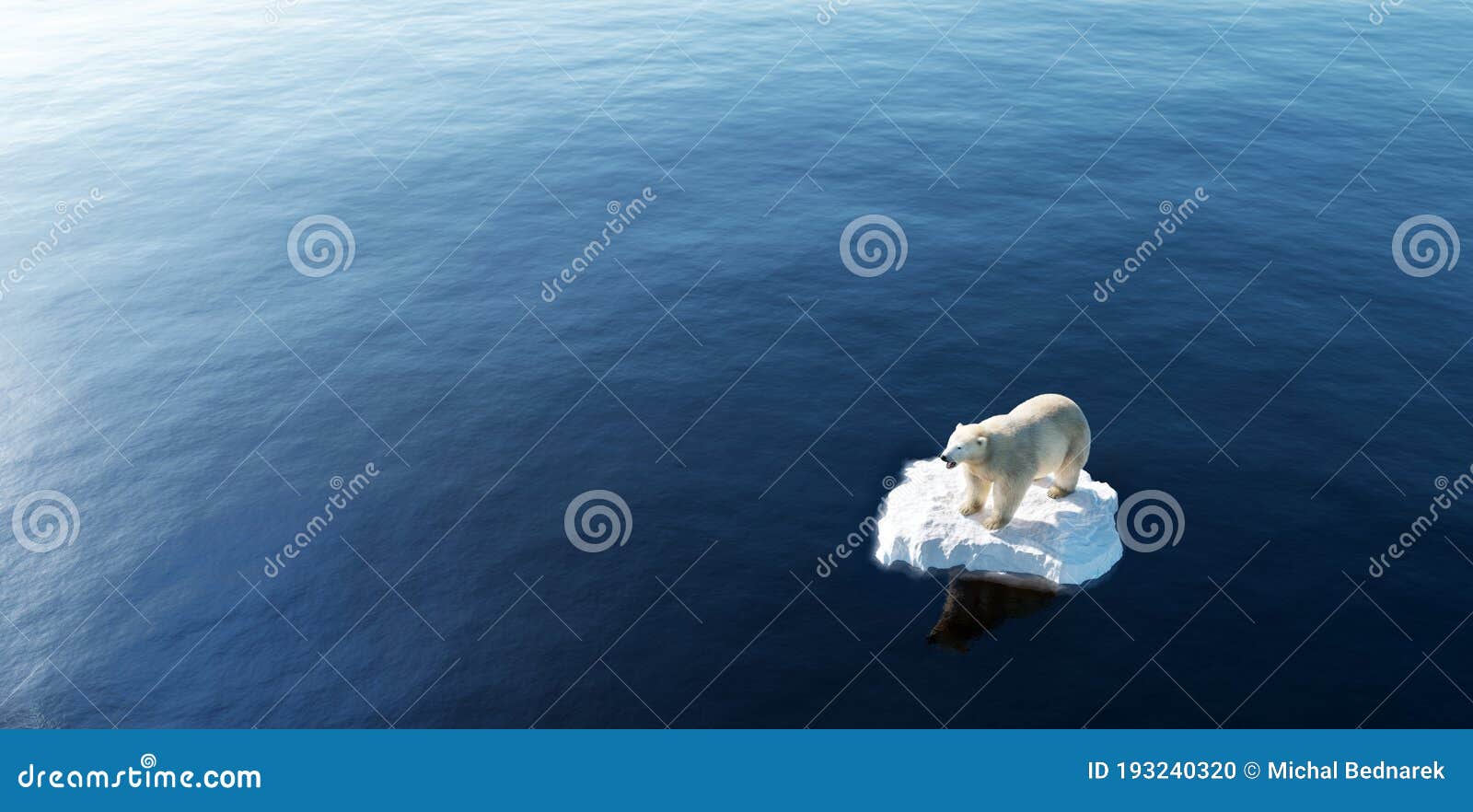 polar bear on ice floe. melting iceberg and global warming