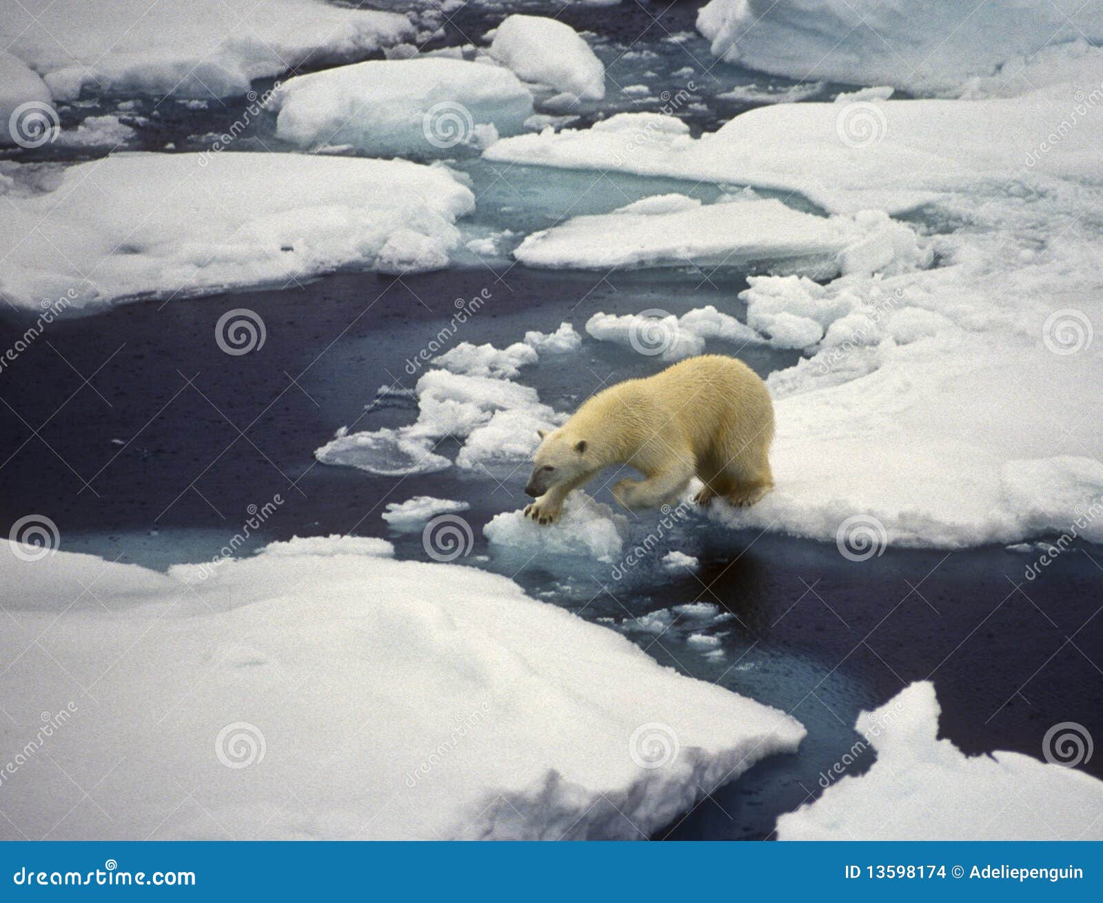 polar bear on ice, svalbard