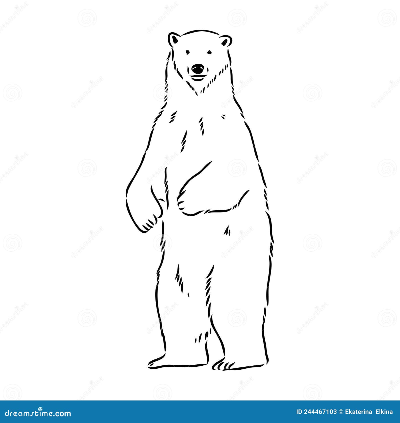 Polar Bear Drawing by Niina Niskanen | Saatchi Art