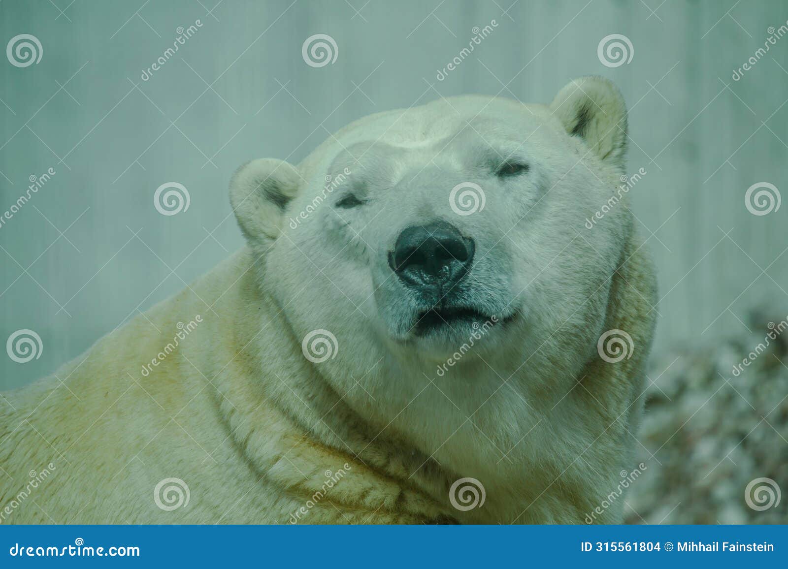 the polar bear is the largest land carnivore