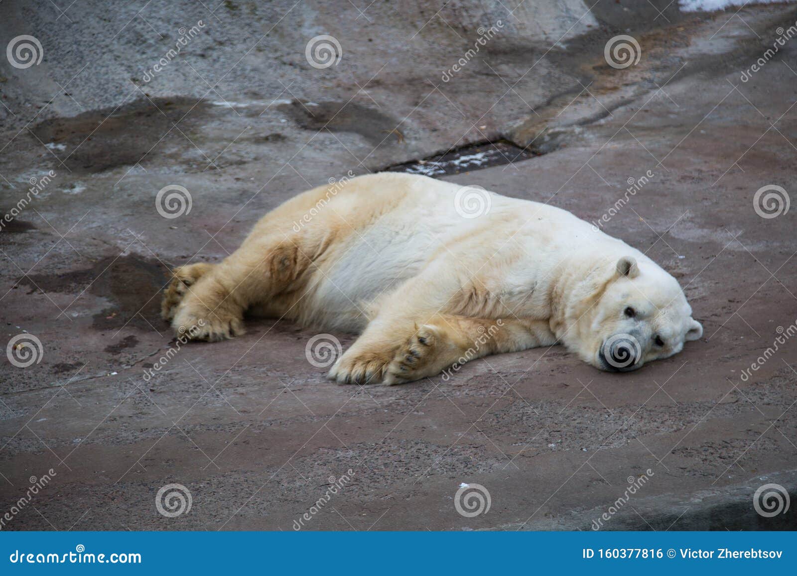 Polar Bear Lying Resting on the Concrete Floor of the Enclosure at the Zoo. Marine  Animals, Mammals Stock Photo - Image of floor, feather: 160377816
