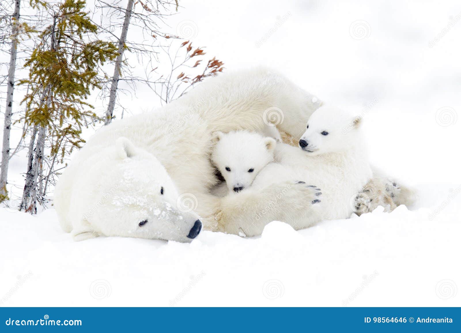 polar bear mother with two cubs