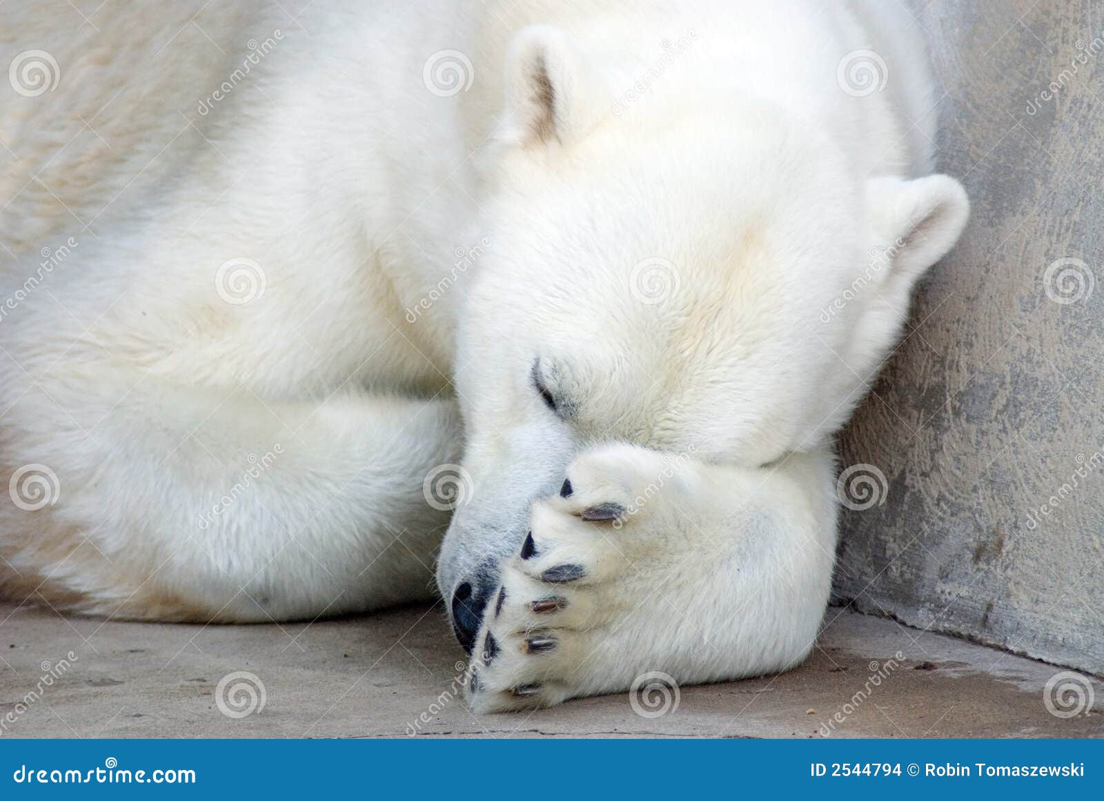 polar bear nap