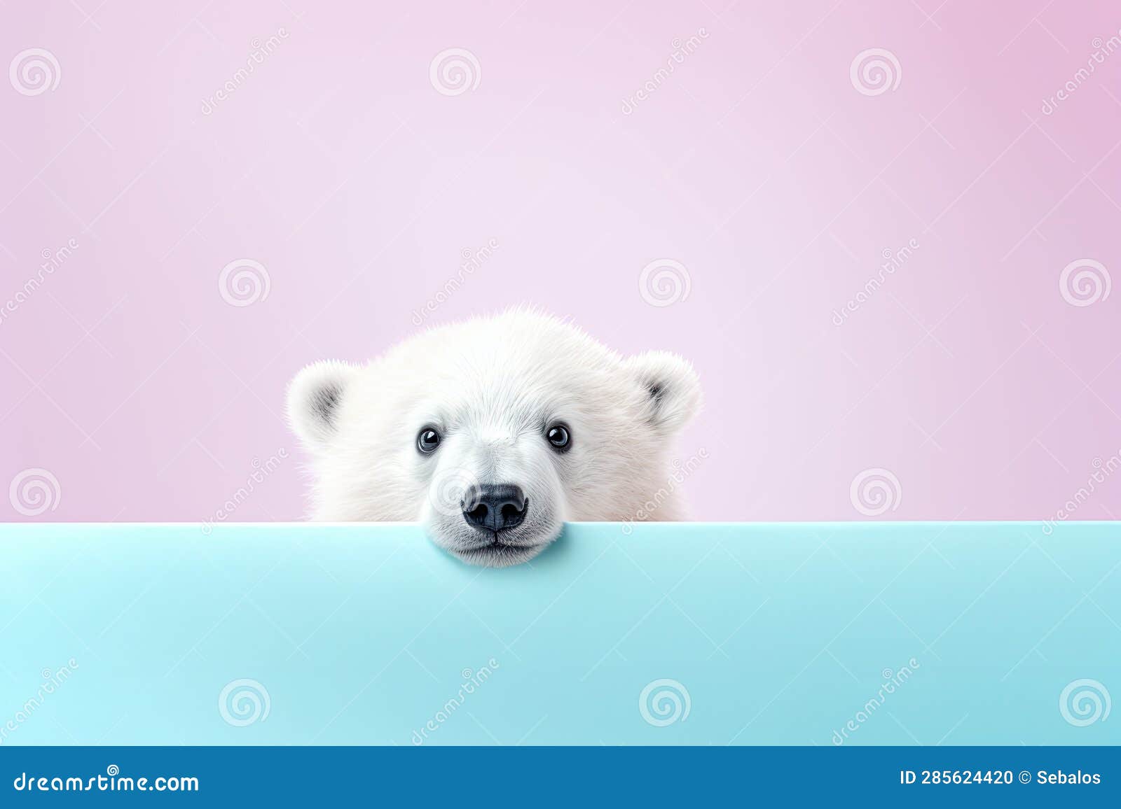 Polar Bear Peeking Over a Colored Plate Stock Illustration