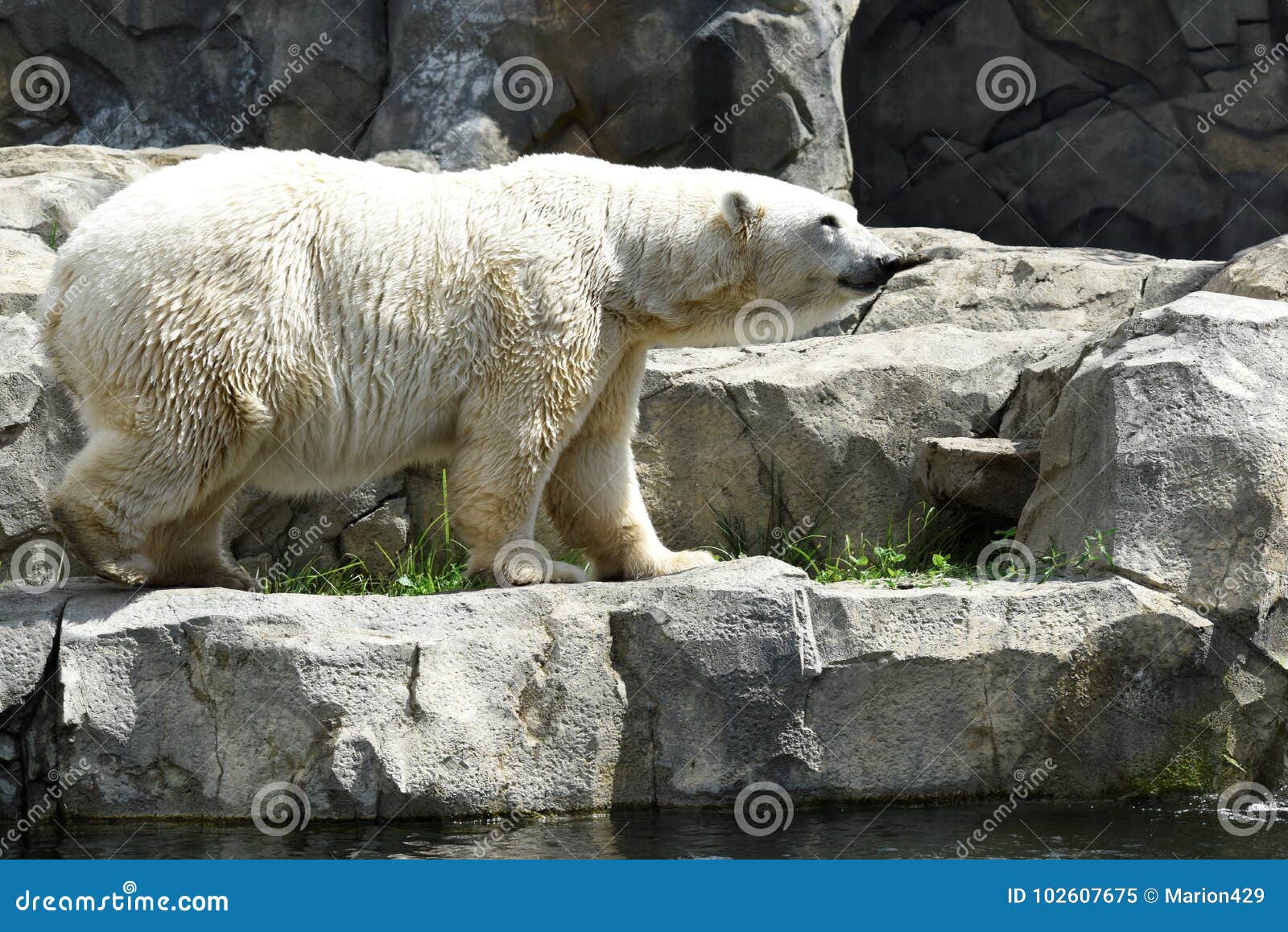 polar bear pose