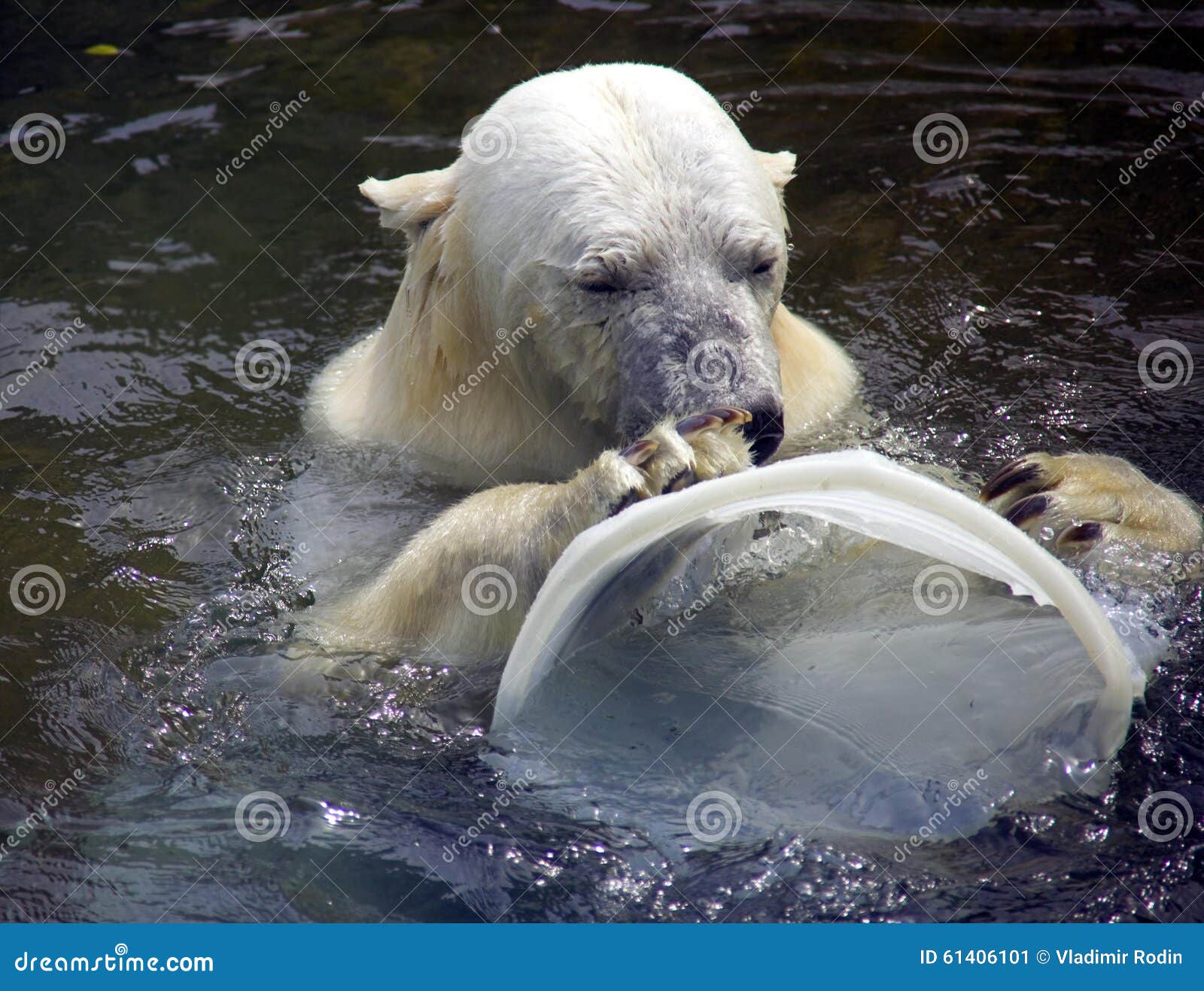 who are a polar bears predators who are a polar bears predators