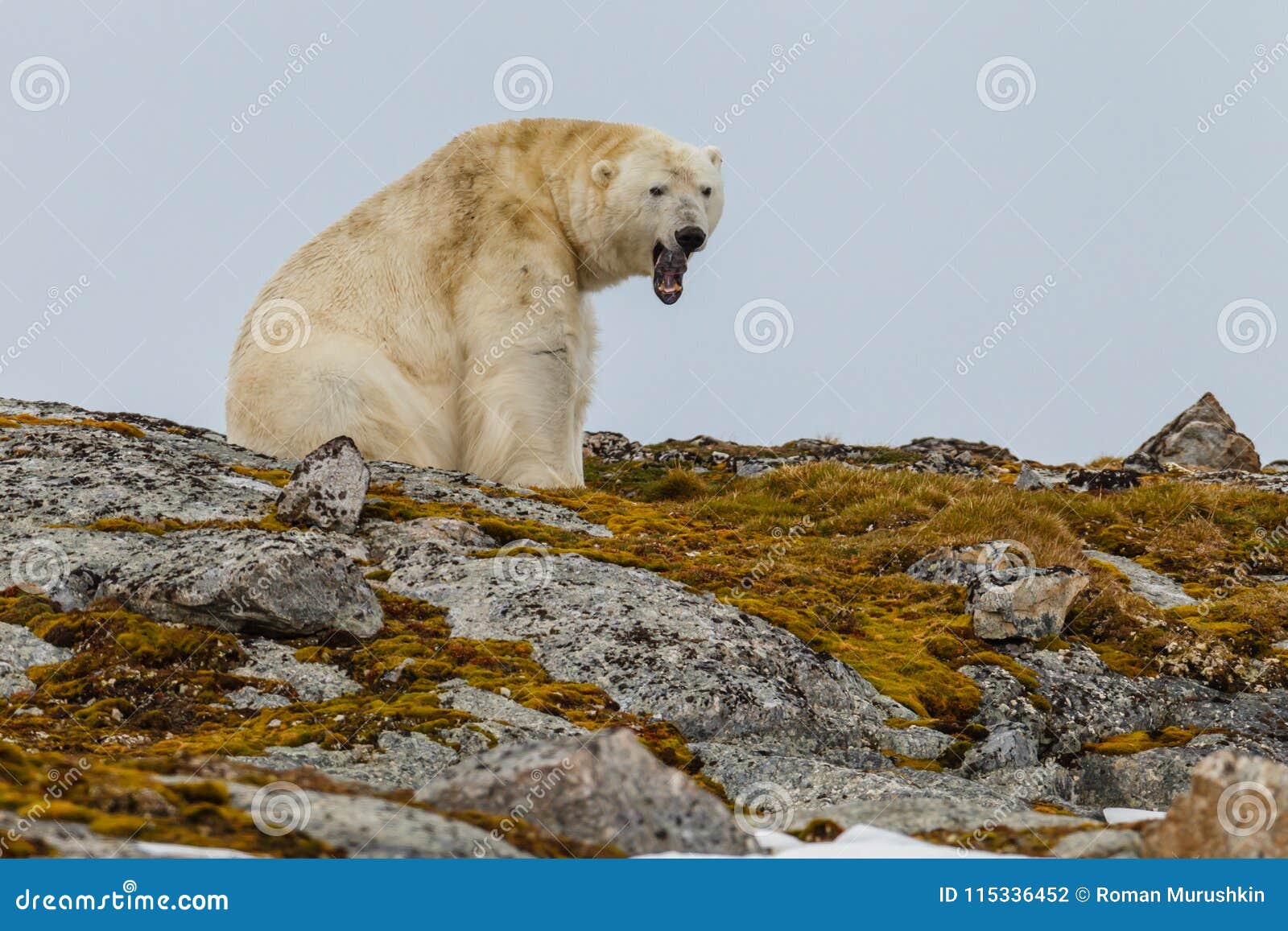 a polar bear sits and yawns on the stony hill