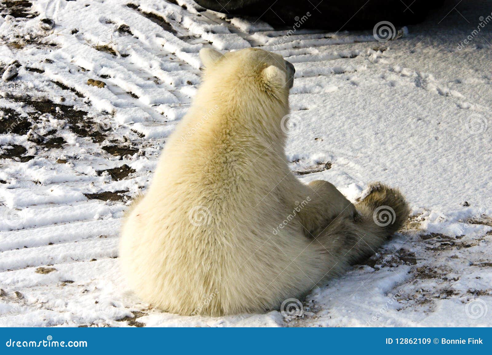 Polar Bear Sitting Royalty Free Stock Images Image 12862109