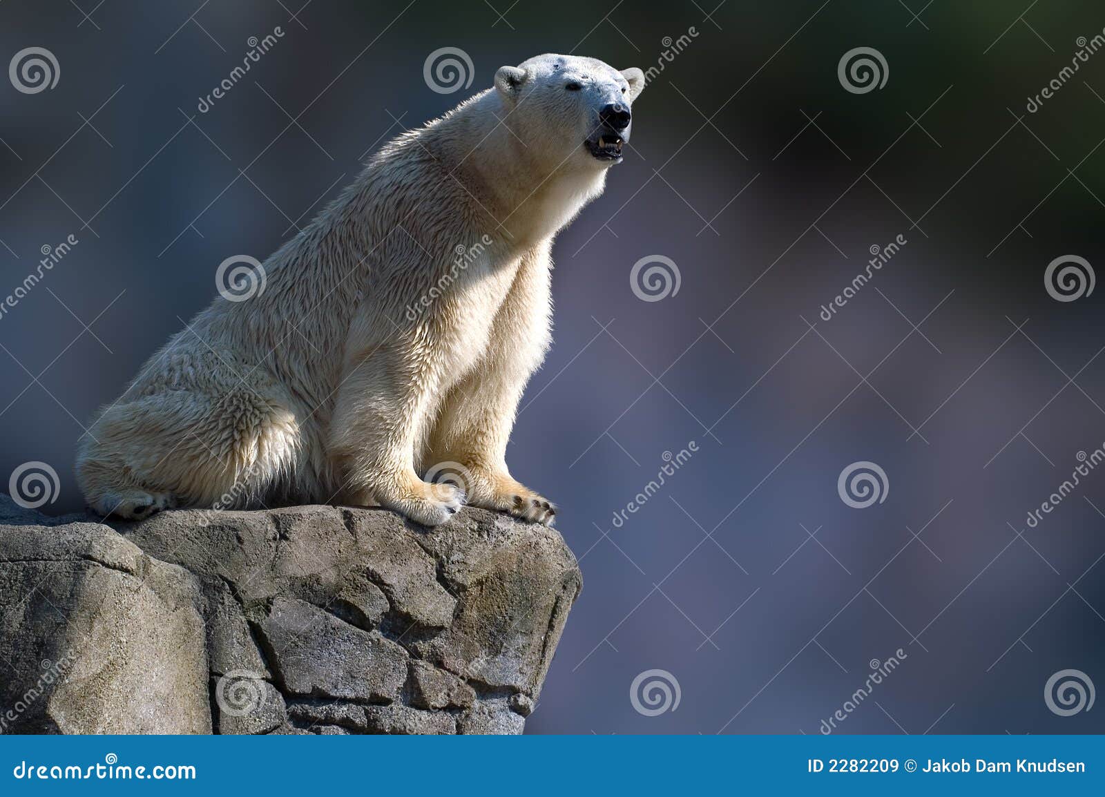 Polar bear sitting stock image. Image of polar, mammal 2282209