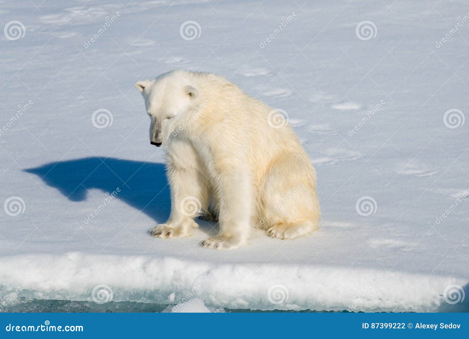 Polar bear sitting stock photo. Image of maritimus, survival 87399222
