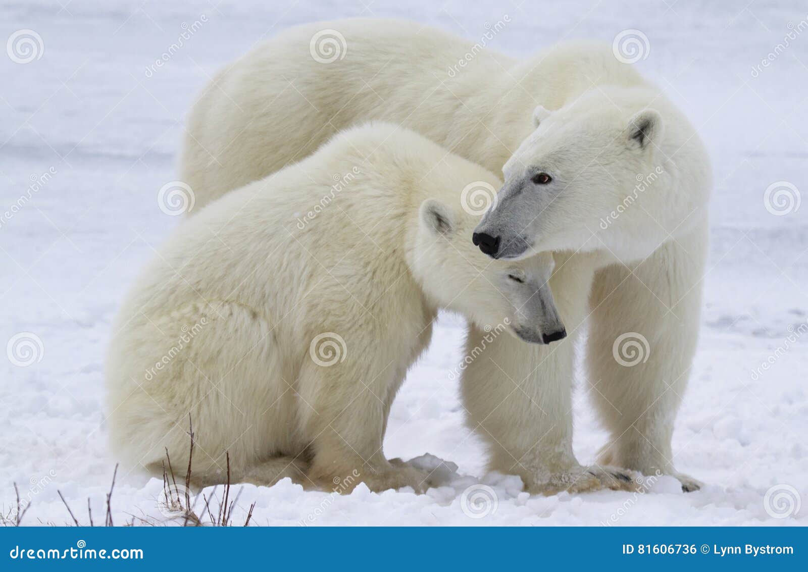 polar bear sow and cub