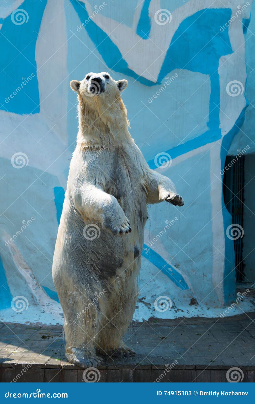 polar bear standing on hind legs