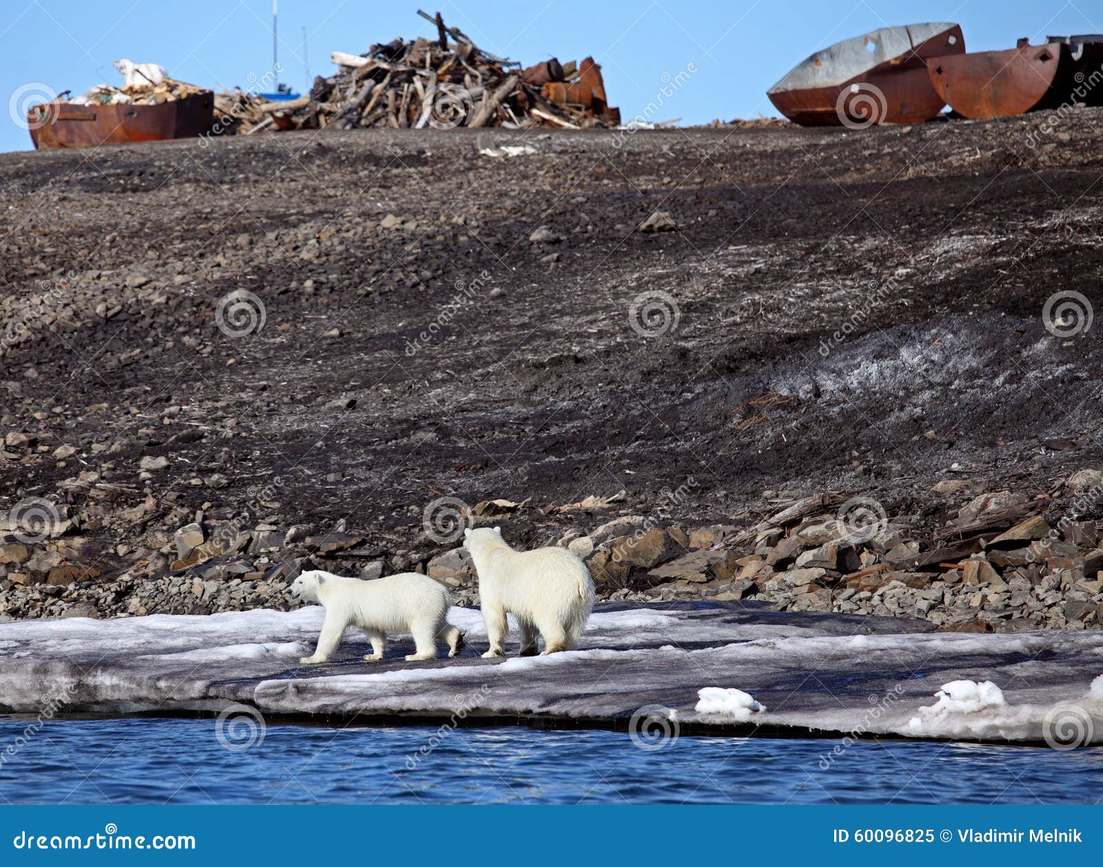 Polar Bear Survival In Arctic Stock Photo Image 60096825