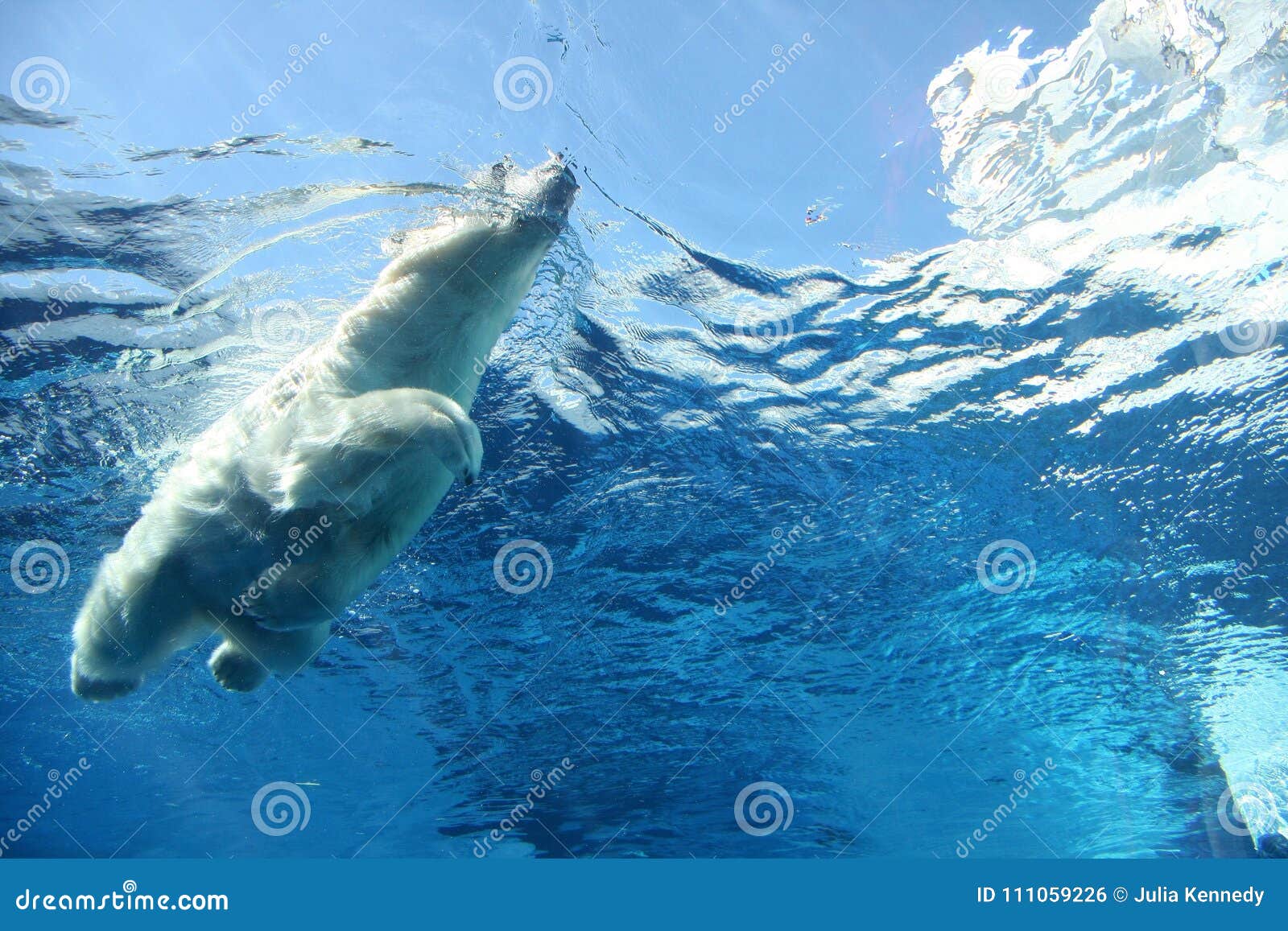 polar bear swimming underwater blue