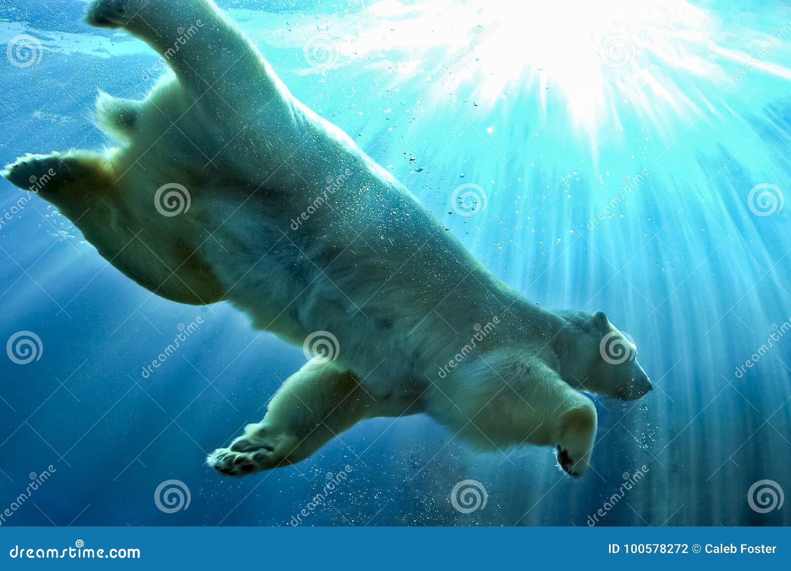 Polar Bear Swimming Underwater Stock Photo - Image of water, dangerous:  100578272