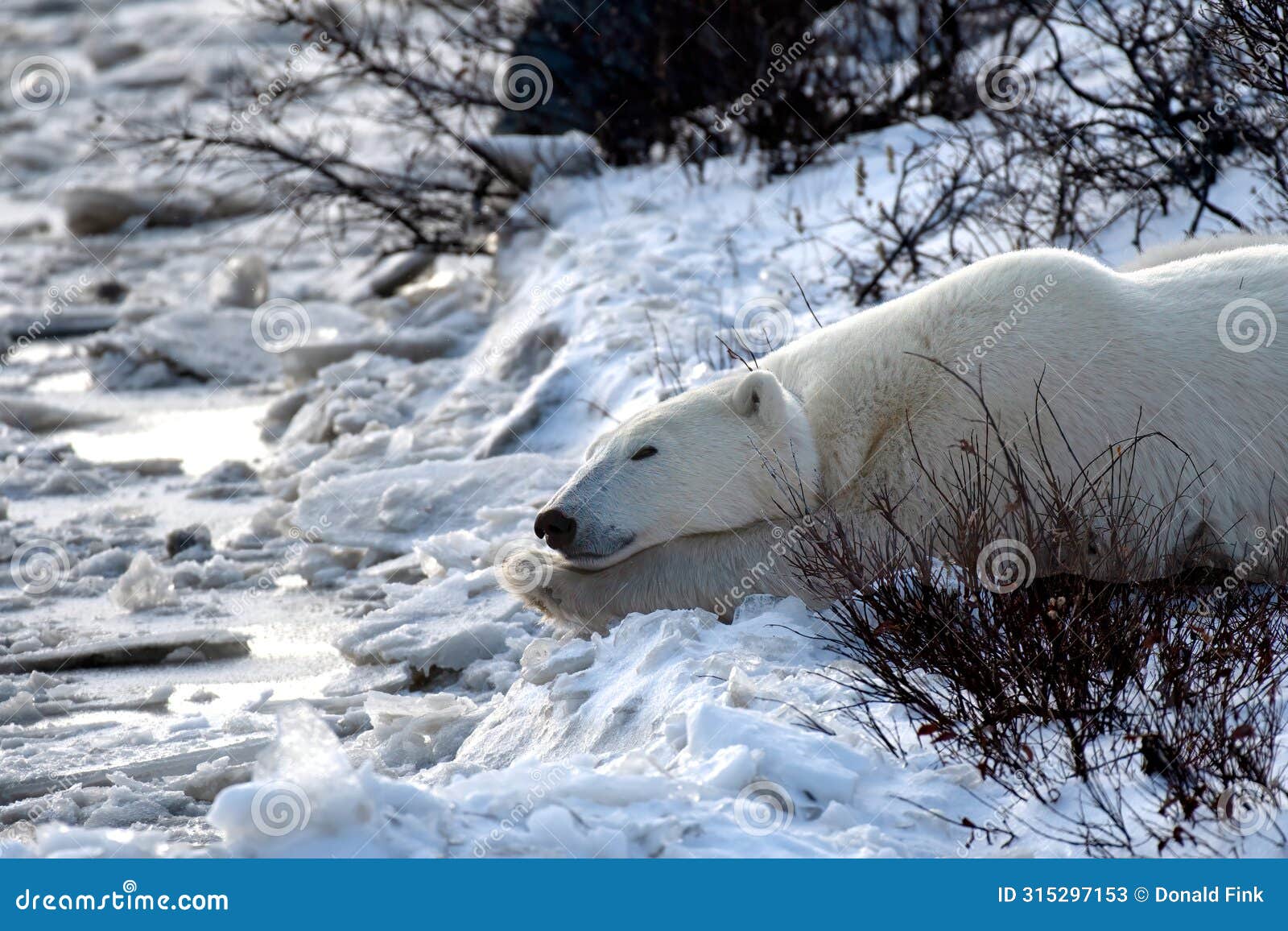polar bear taking a nap