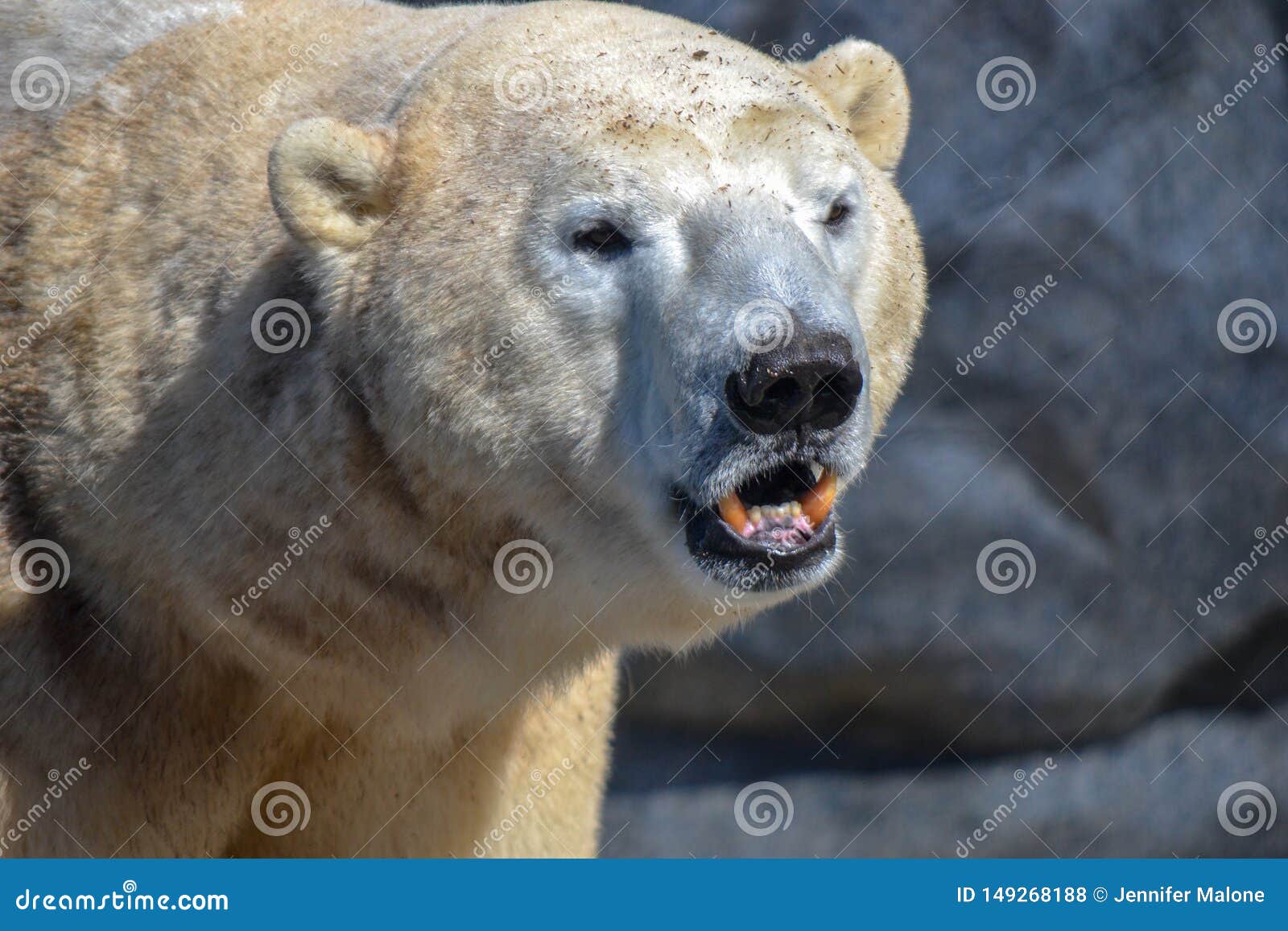 362 Polar Bear Teeth Photos Free & RoyaltyFree Stock Photos from