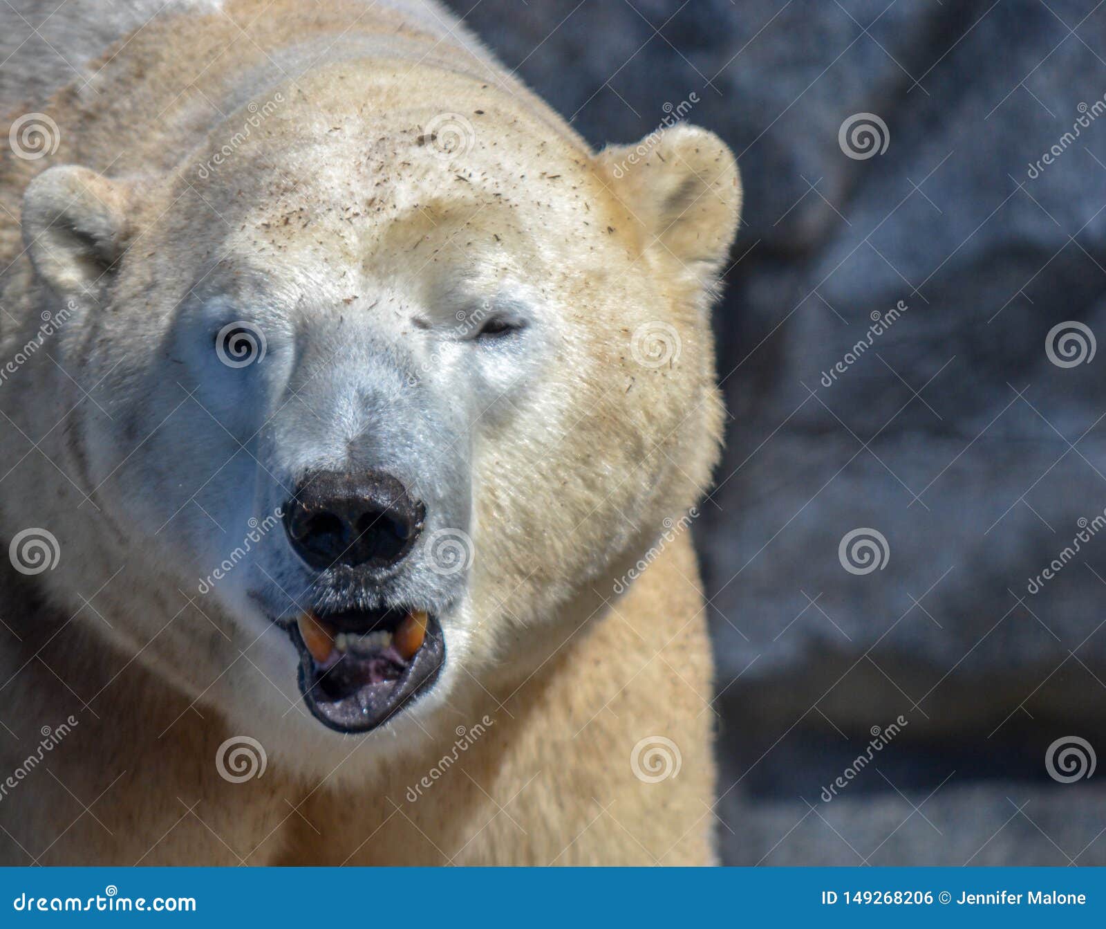 Polar Bear Teeth Stock Photos Download 256 Royalty Free Photos