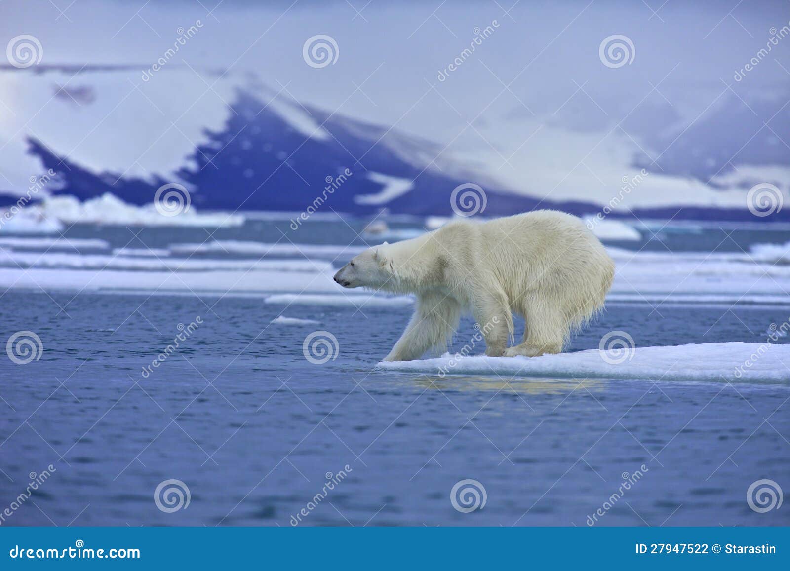 polar bear test water