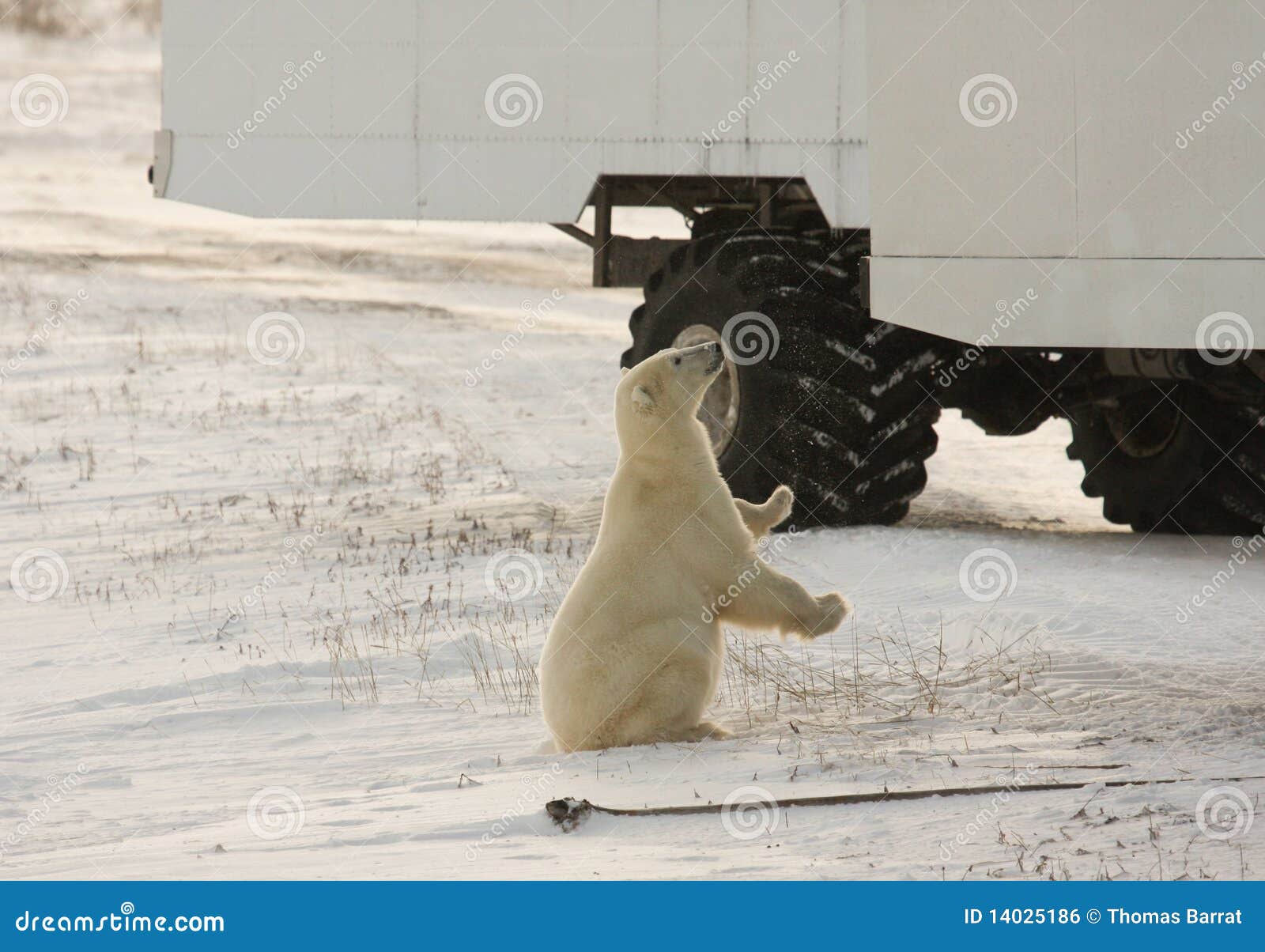 polar bear and a tundra buggy