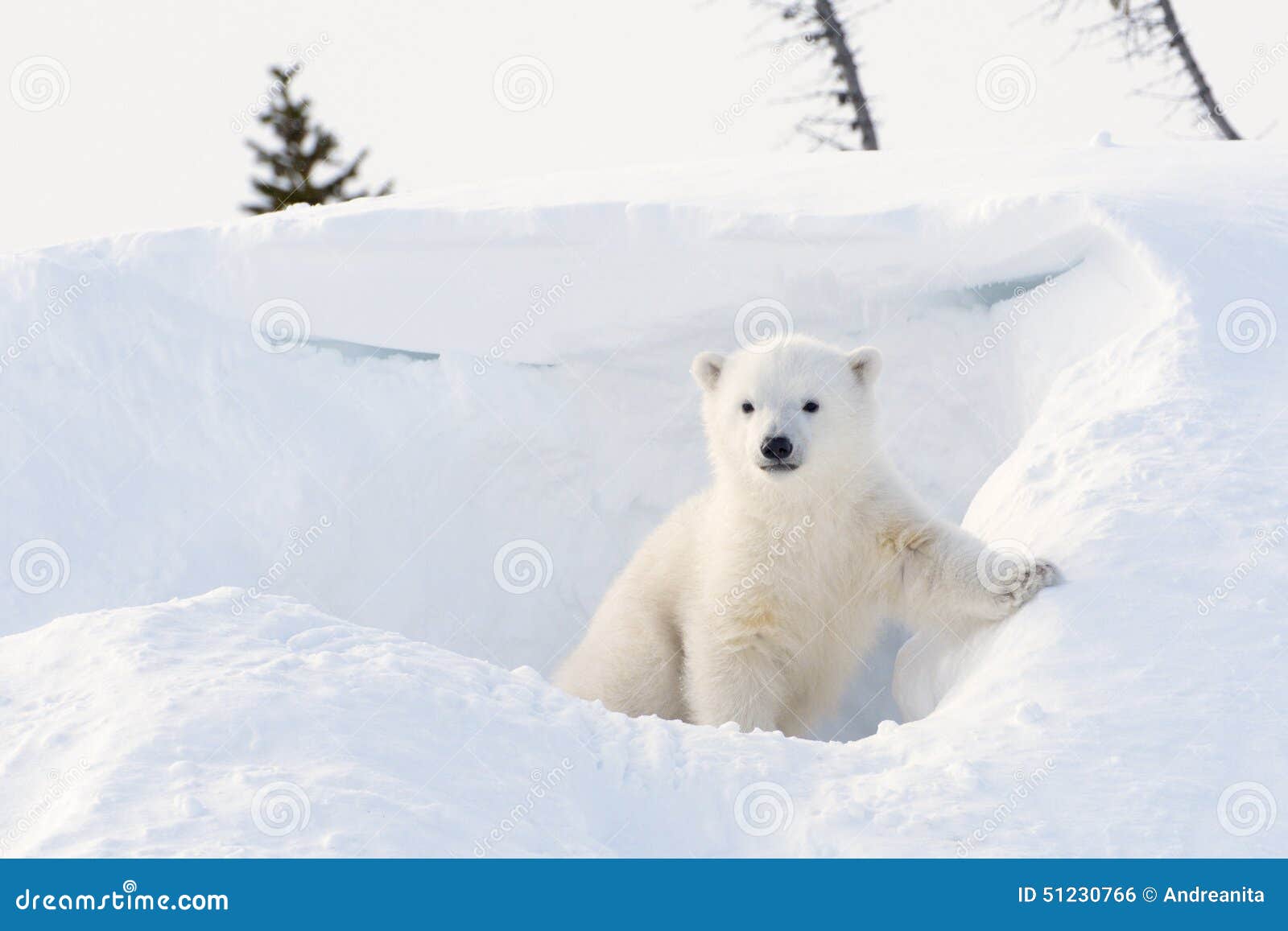 polar bear (ursus maritimus) cub