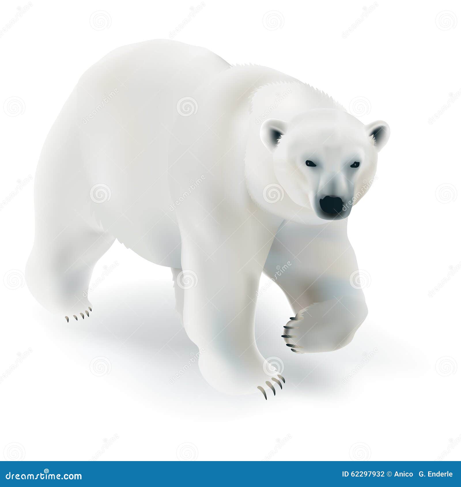 polar bear - ursus maritimus.